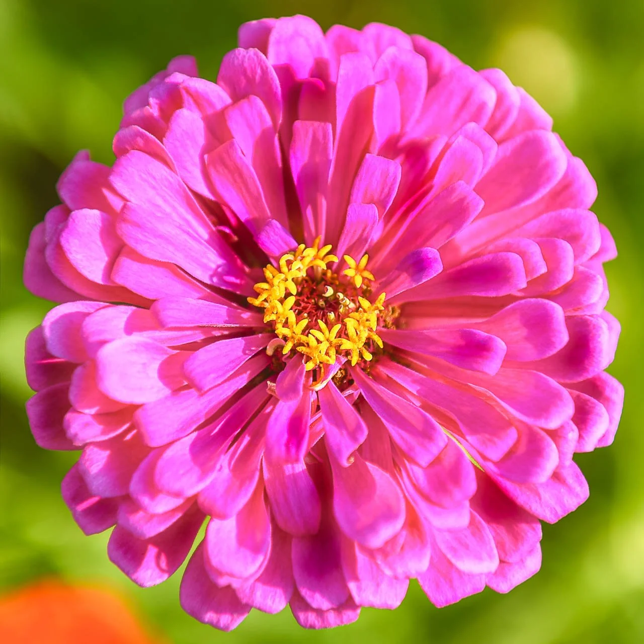 Mason Jar Bouquet Subscription (6 bouquets)