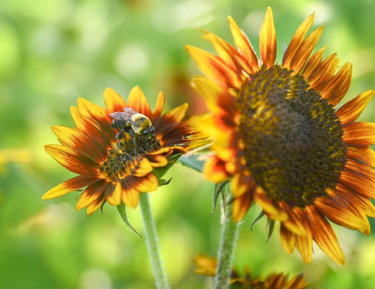 MAC_3947-Edit.jpg (Copy)