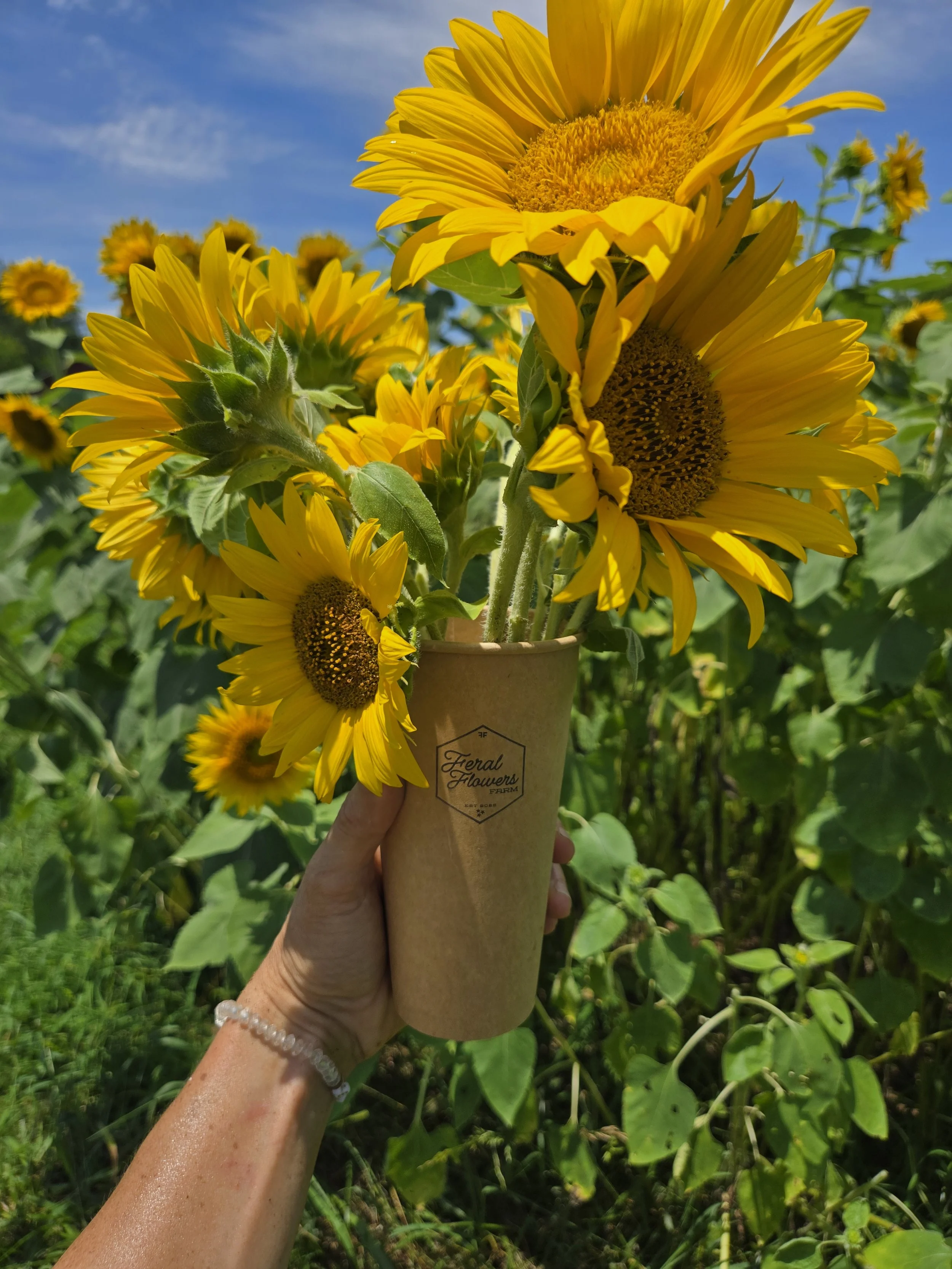 $15 Pick Your Own Sunflower Bouquet  - SUNDAY, JULY 5th, 2026