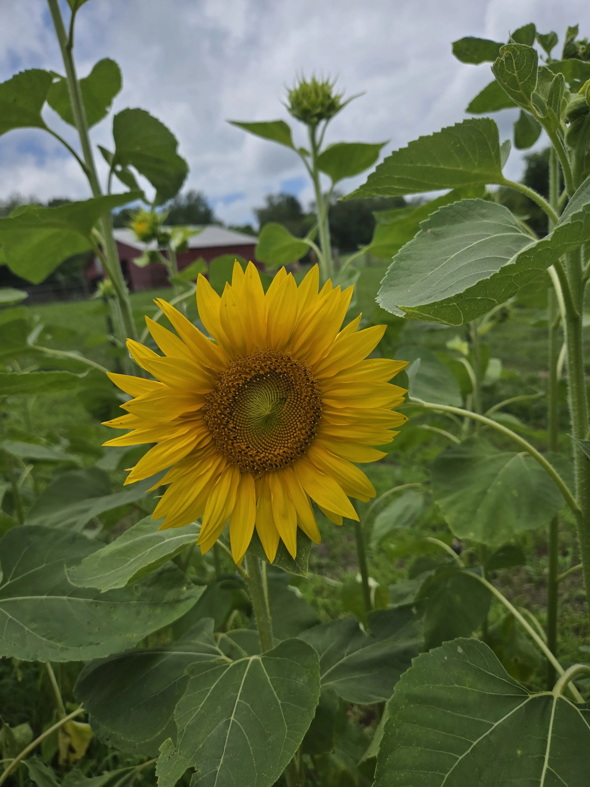 1000071635.jpg
