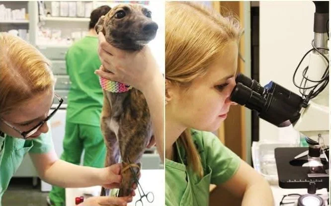 Szív- és bőrféreg kisokos 