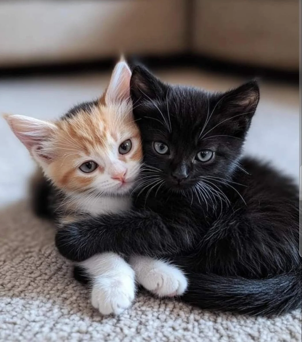 Mi a teendő, ha kiscica érkezik a családba?