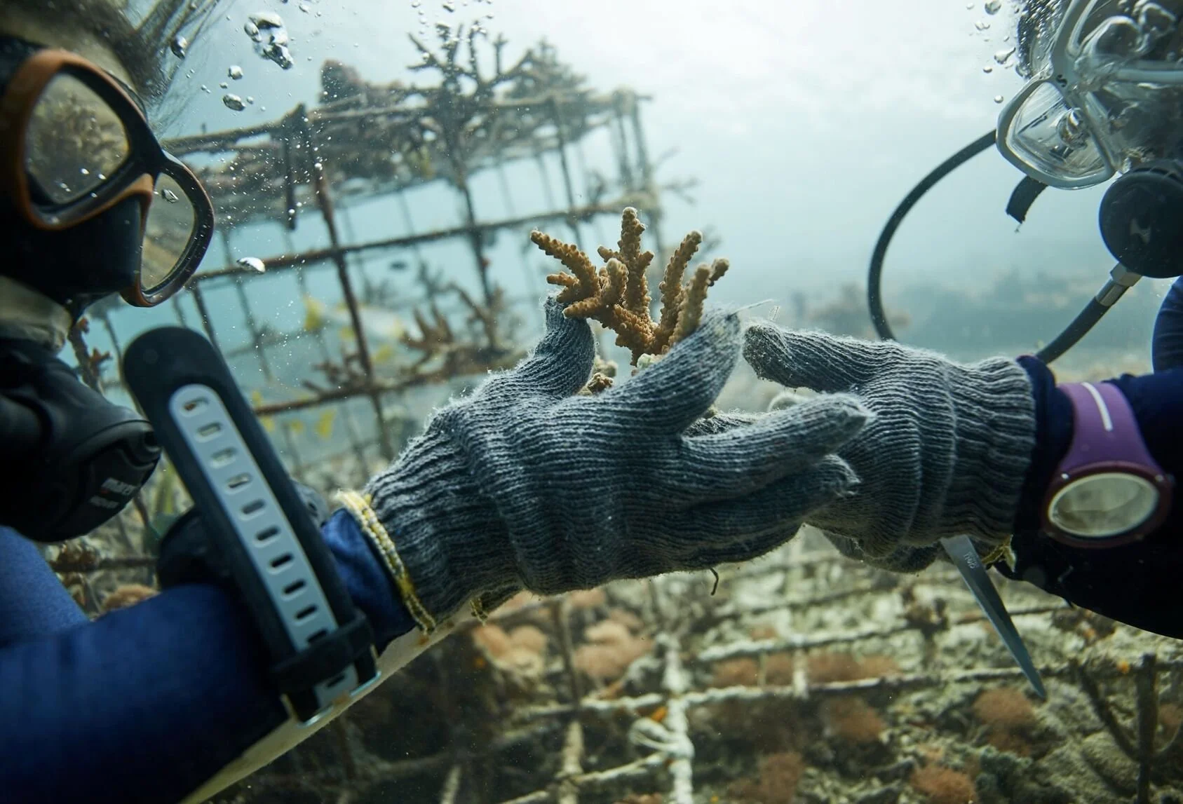 Two divers underwater exchanging a piece of coral, working on coral restoration at the Raja Ampat SEA Centre in Indonesia.