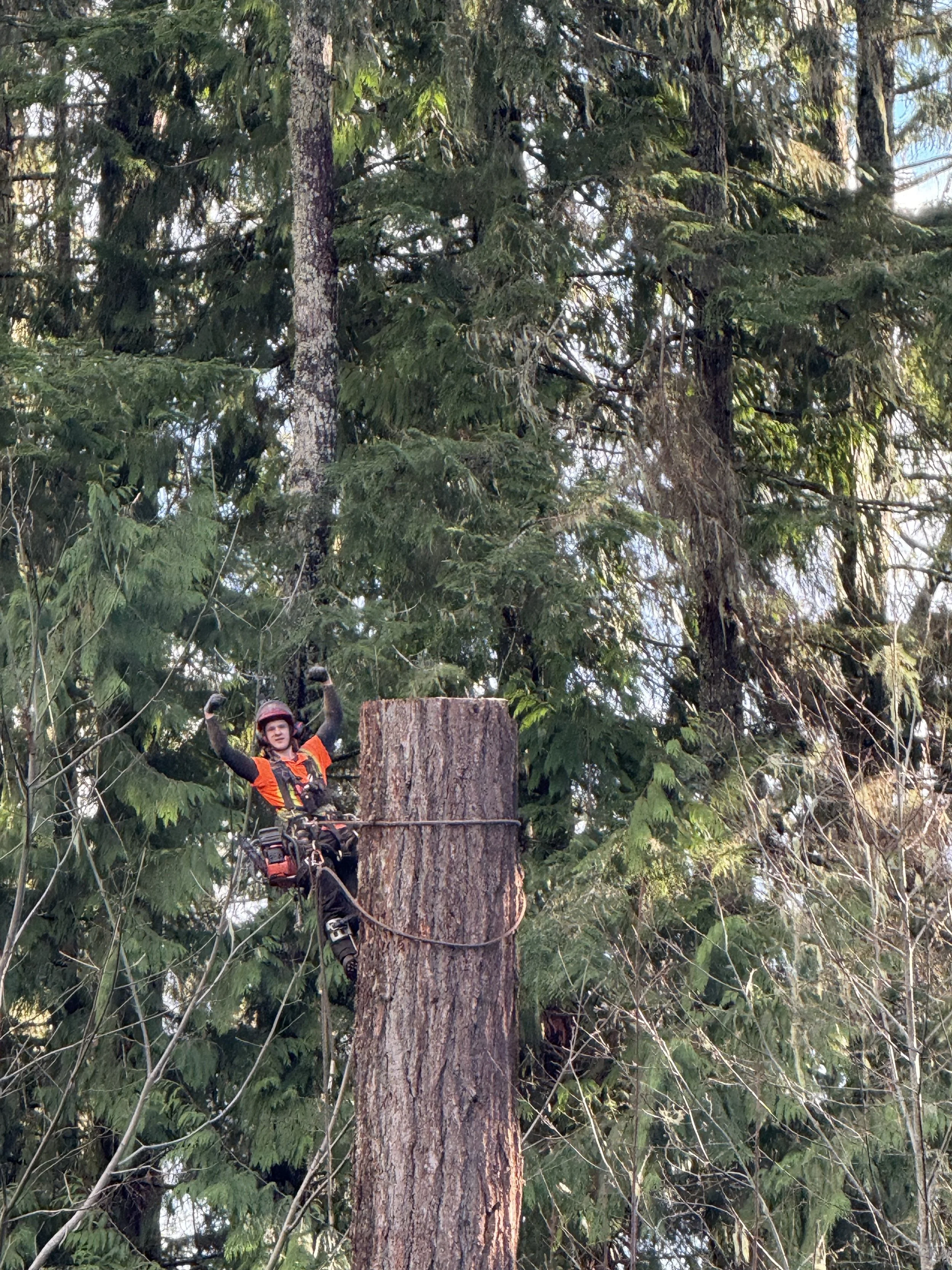 Danger Tree Mitigation