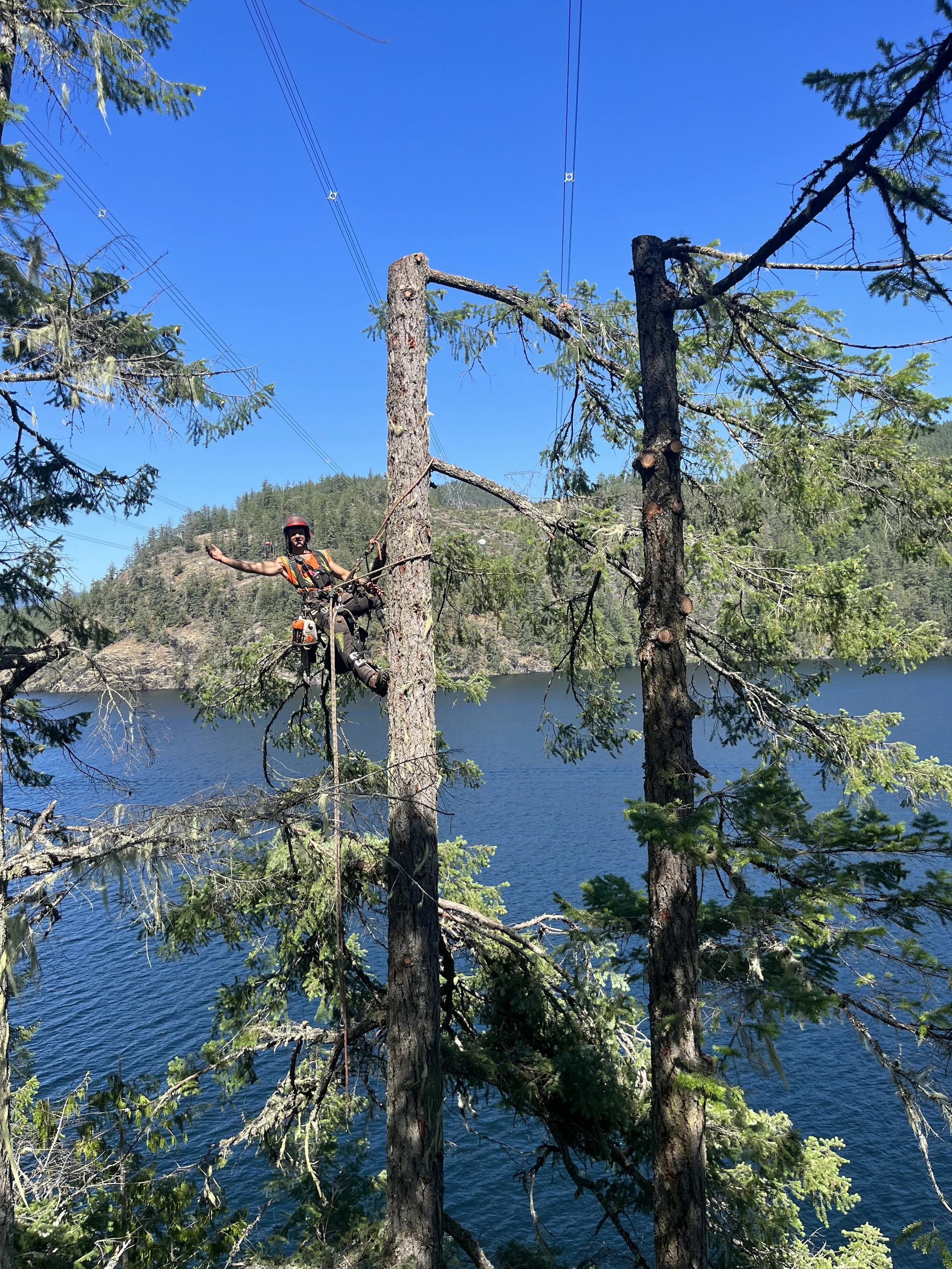Pruning and Windfirming