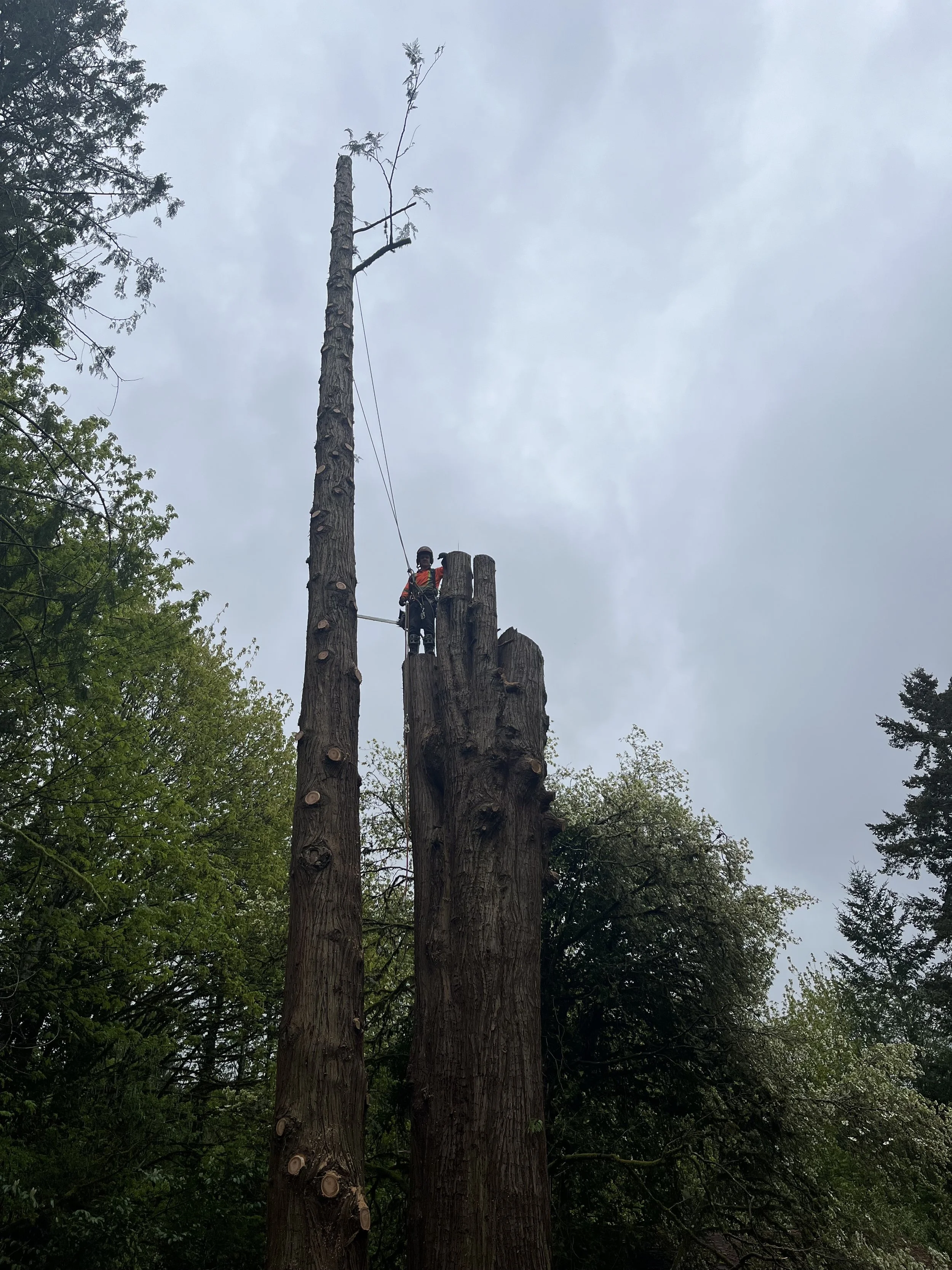 Arborist standing on top of a large cedar stem that has been topped.