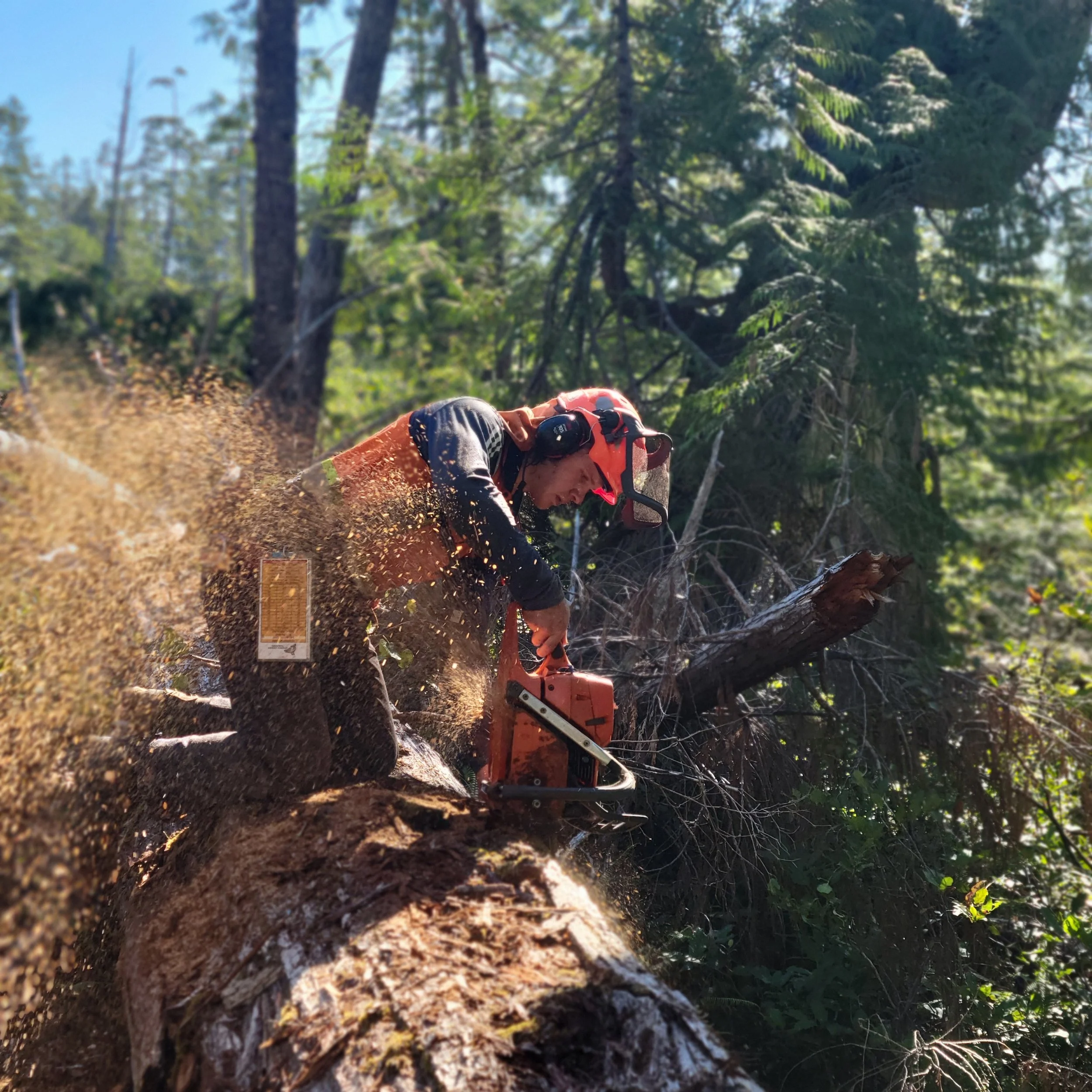 Lot clearing