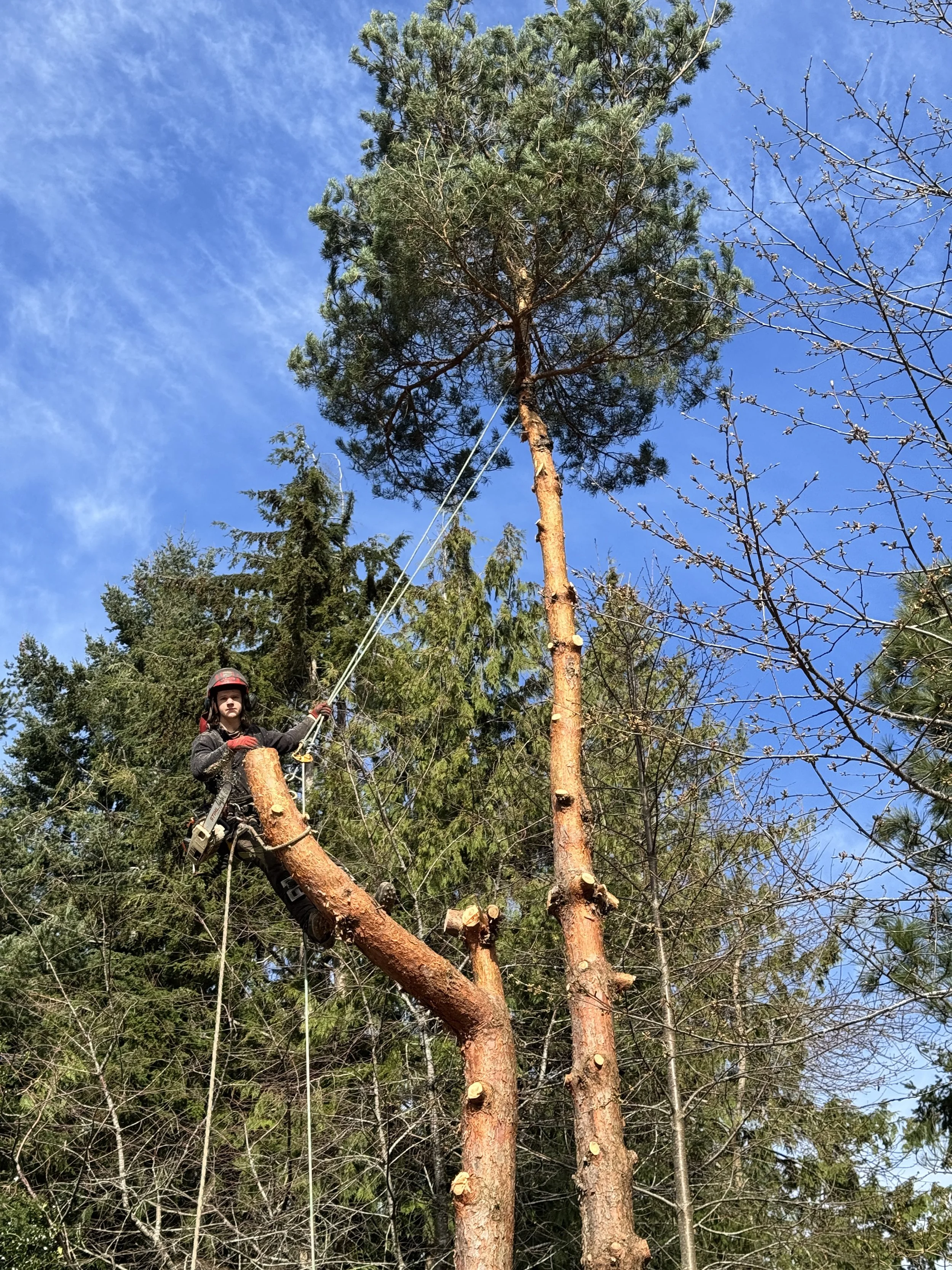 Danger tree removal