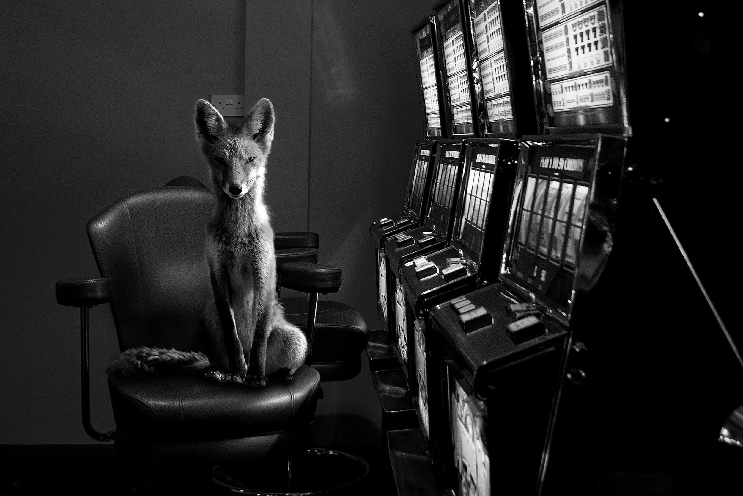 A fox sitting on an office chair in front of a row of slot machines in a casino, in black and white.