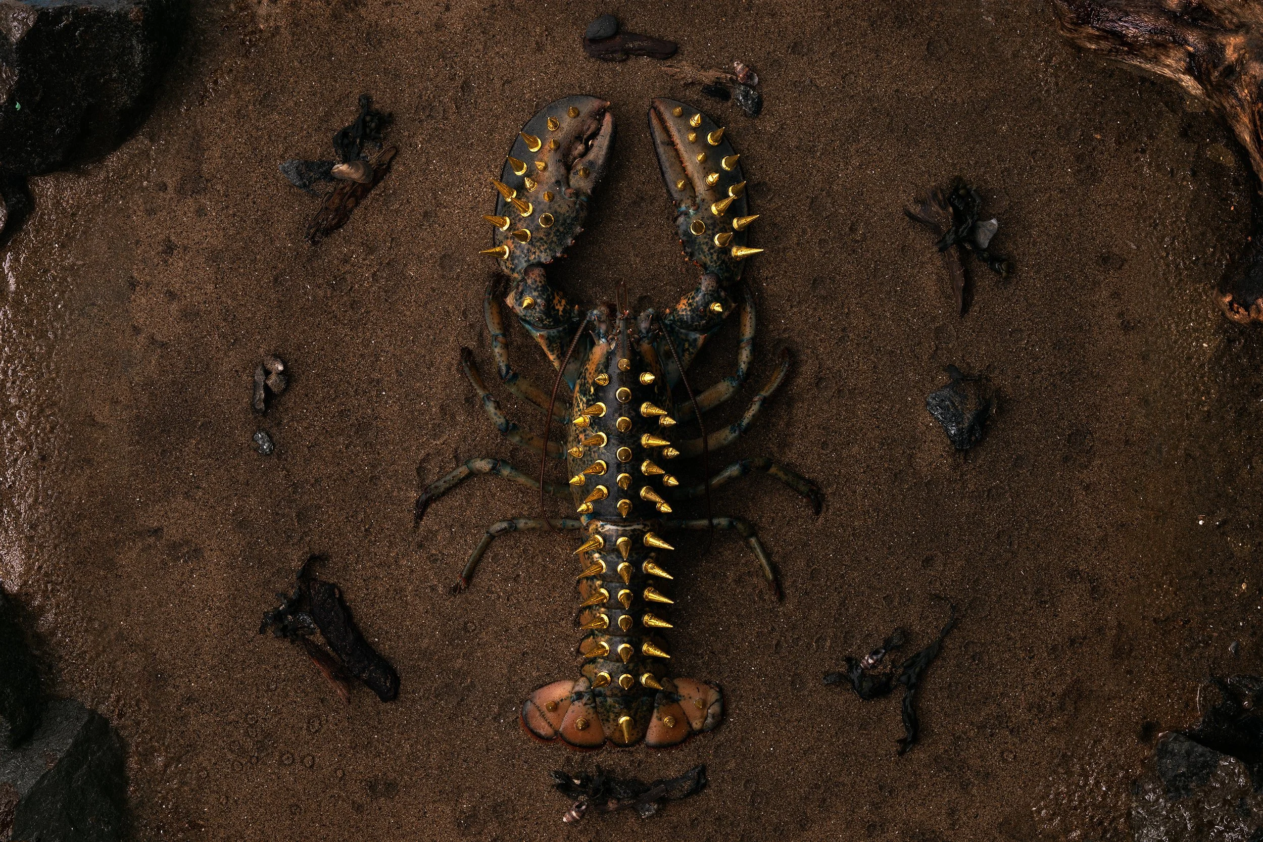 A lobster with black and blue shell and large yellow spikes on its claws, back, and tail, lying on sandy ground surrounded by small rocks and debris.