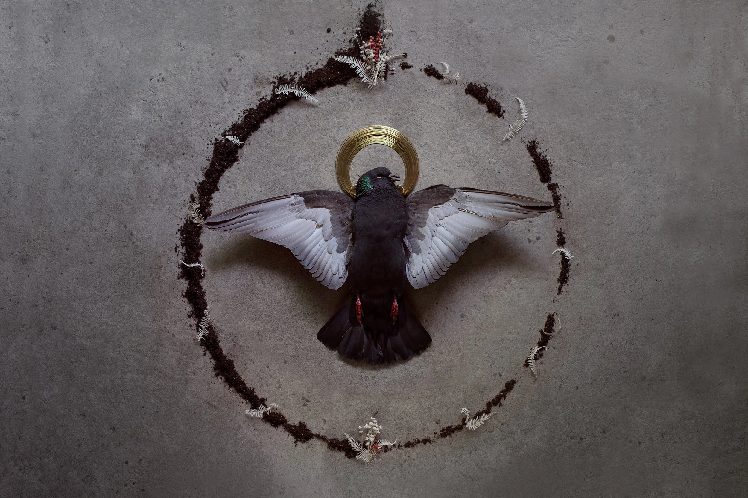 A dead bird with spread wings on a concrete floor, surrounded by an arrangement of dirt and insects forming a circle, with a gold ring around its head.