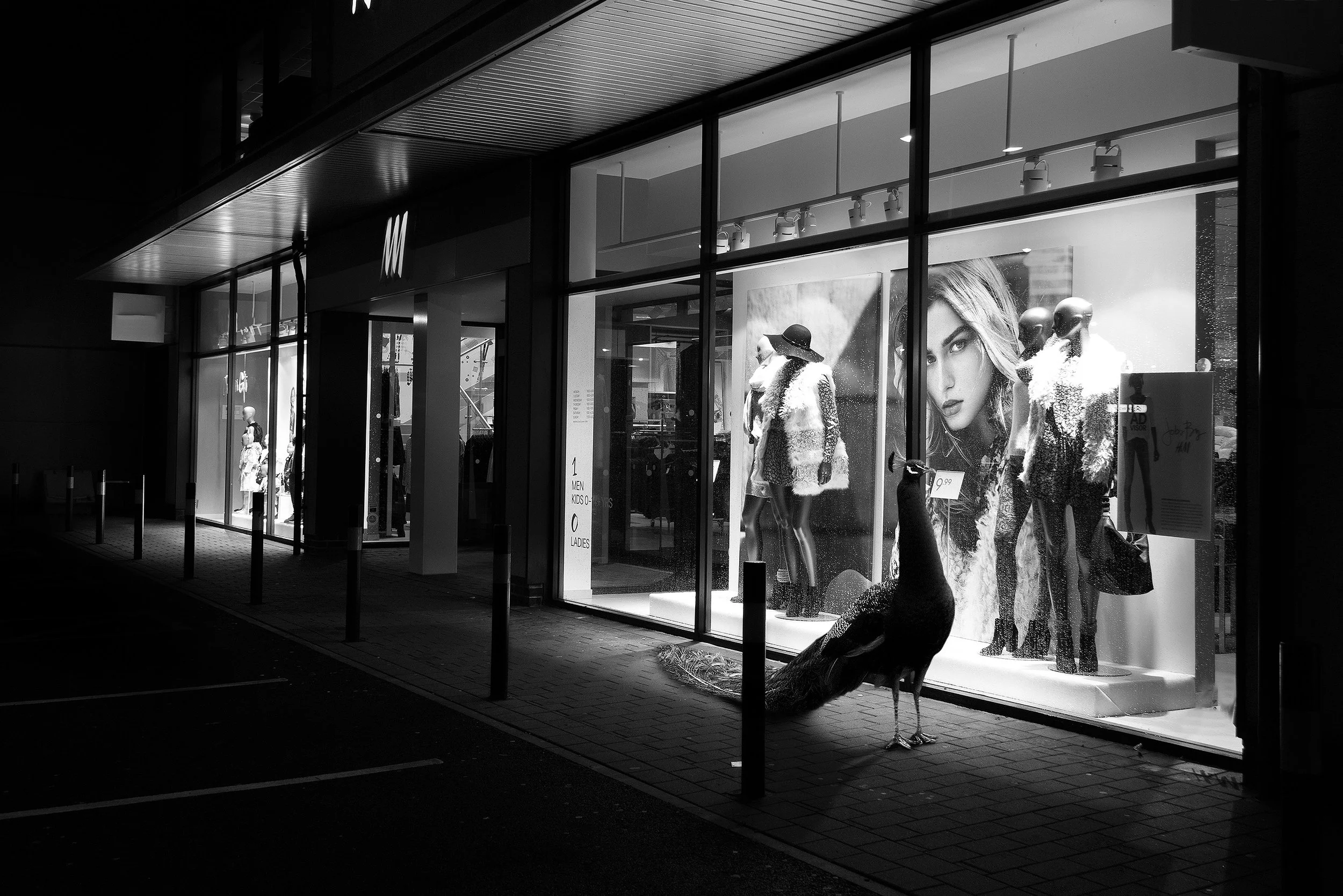A store window display at night showing mannequins dressed in fashionable clothing, with a large poster of a woman in the background, and a peacock standing outside on the sidewalk.