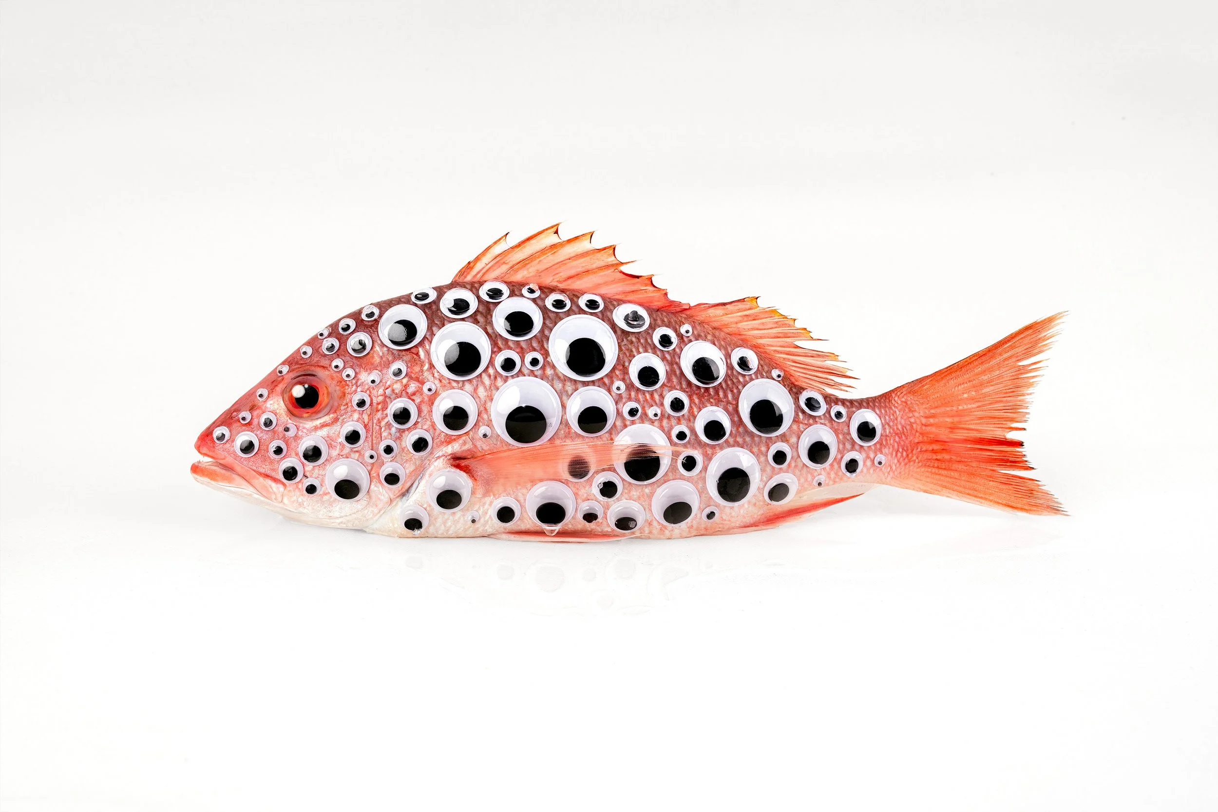 A fish with pink coloration covered in numerous black and white googly eyes of various sizes against a plain white background.