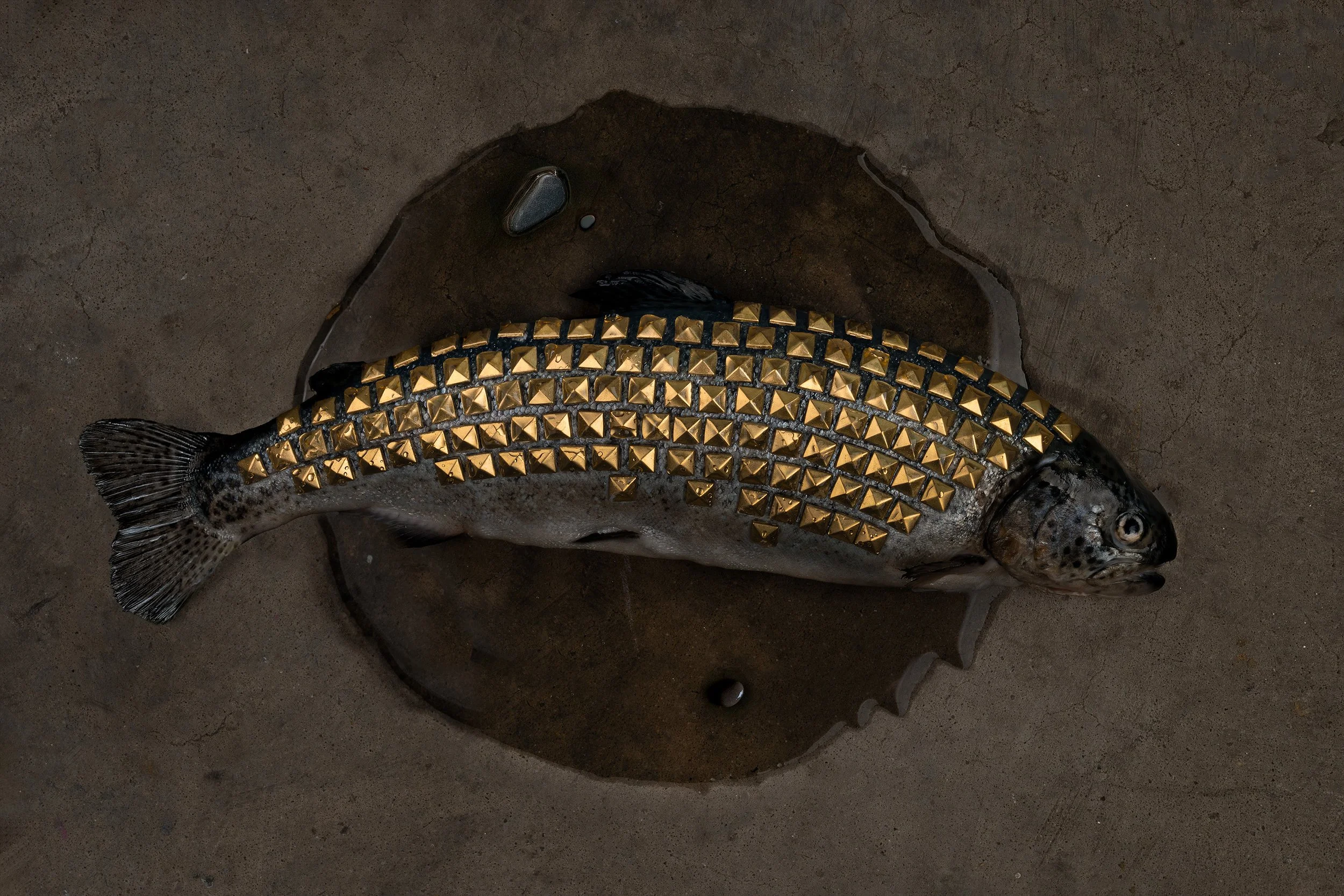 A fish with black spots on its face and tail covered in gold studded leather lying on wet sand, with a small puddle of water around it.