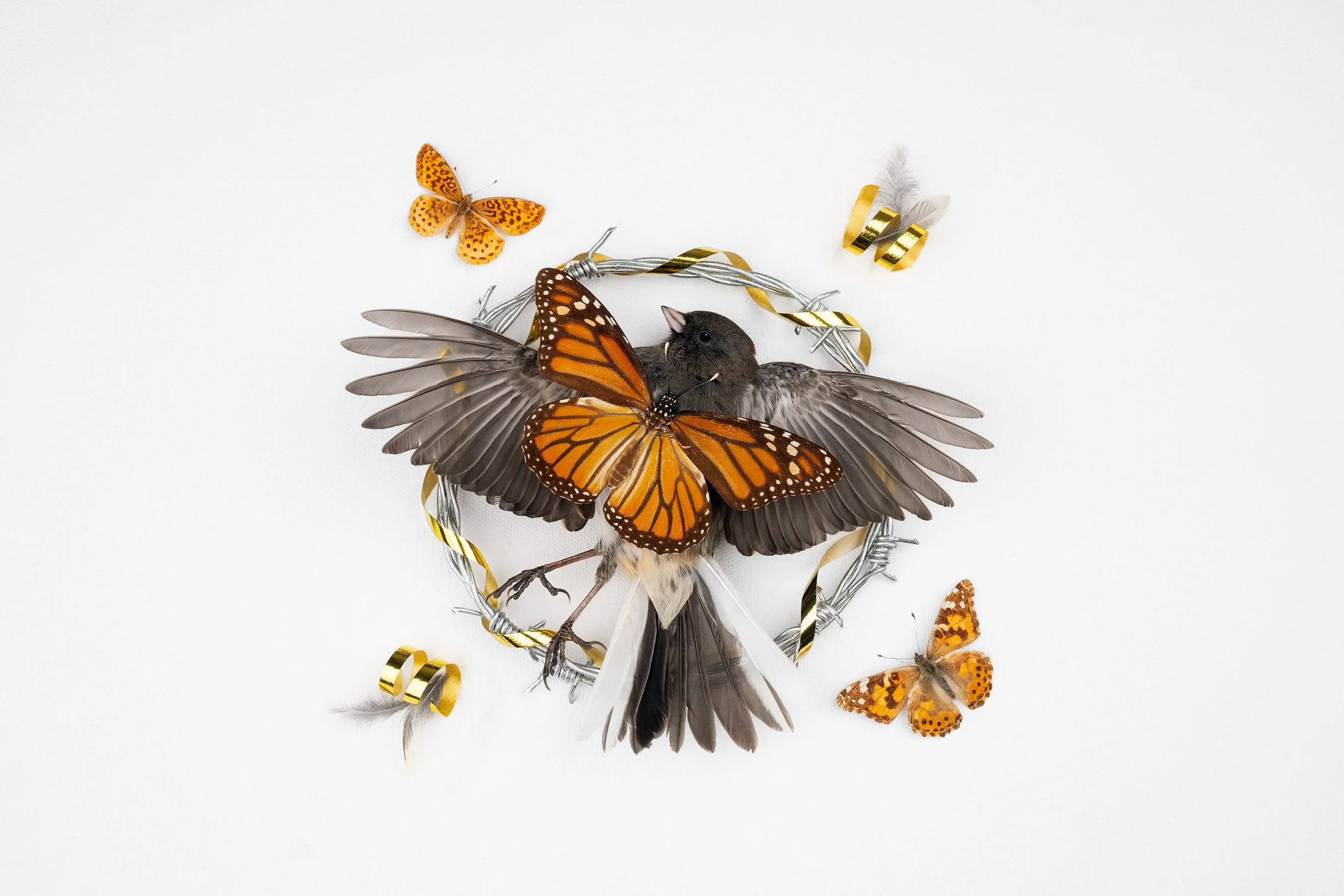 A collection of butterflies and a bird arranged on a white background, decorated with gold and silver ribbons and feathers.
