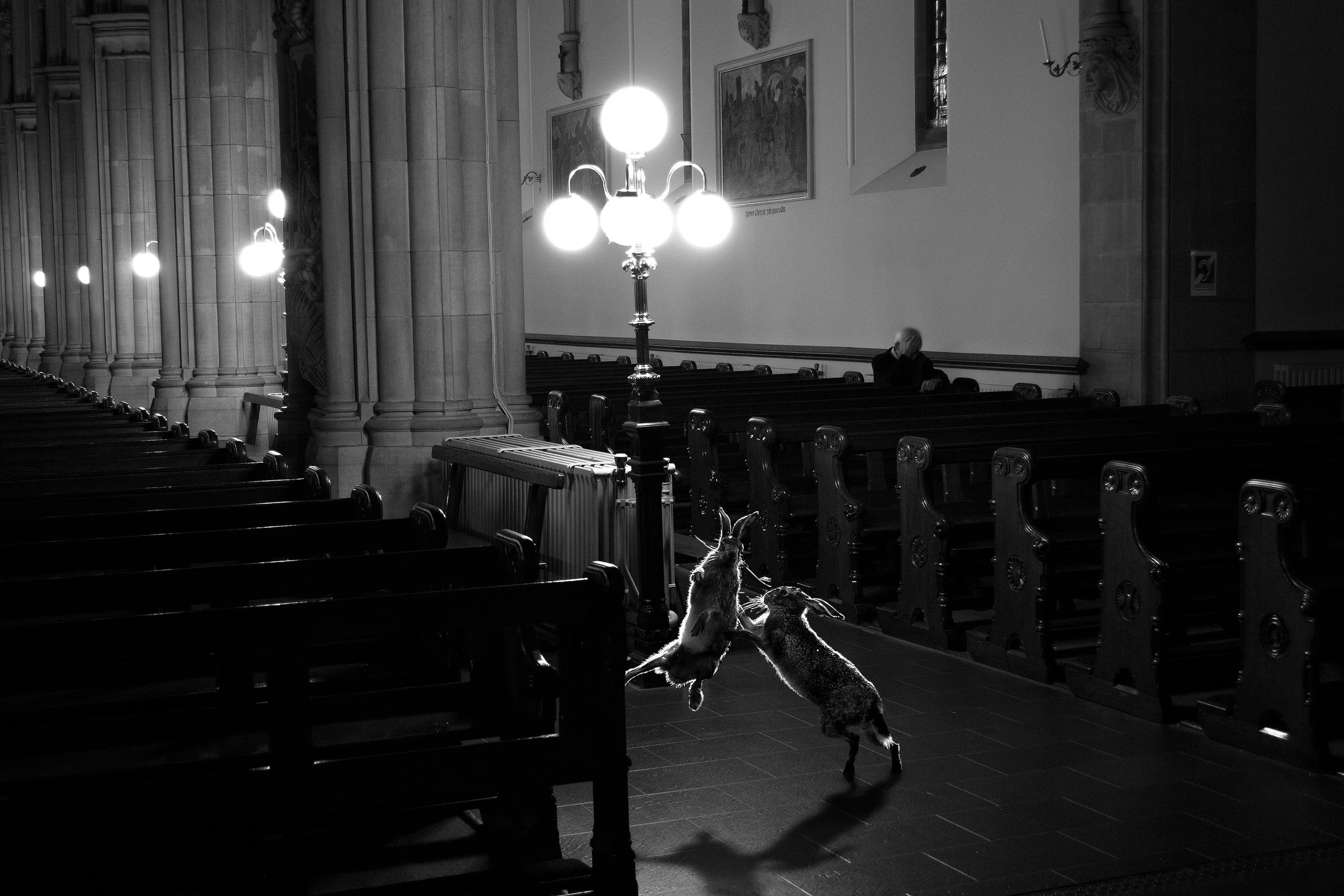 Two rabbits jump and play in an empty church pews with a man sitting alone in the background, illuminated by a lamp post with spherical lights.