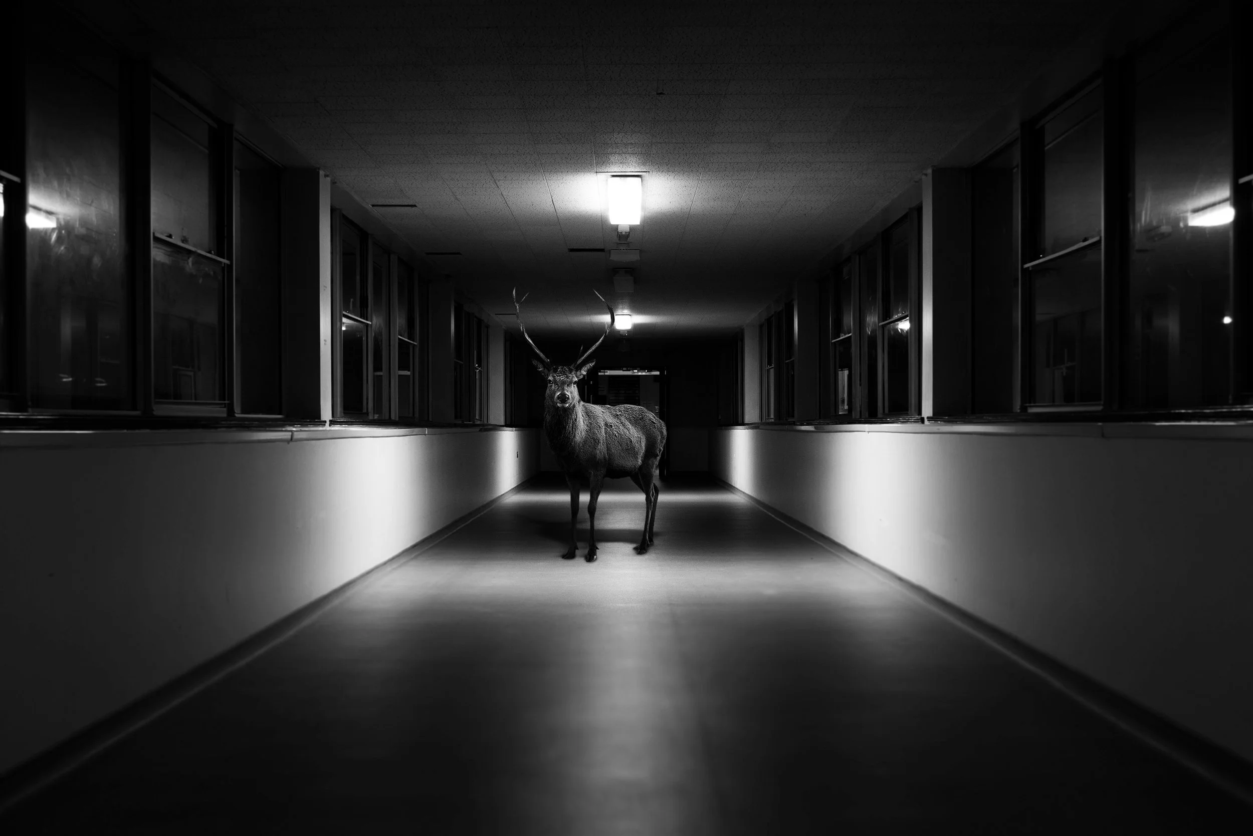 A deer standing in the middle of a long, empty, dimly lit corridor with windows on both sides.