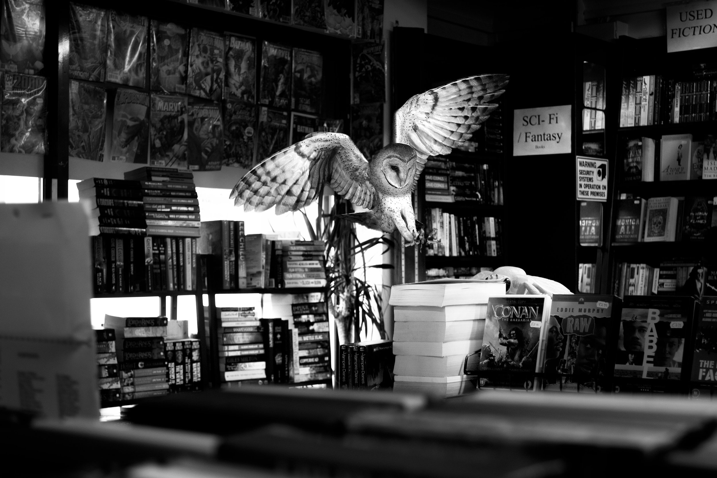 A black and white image of a bookstore with shelves filled with comic books and novels, and an owl sculpture with outstretched wings hanging from the ceiling in the center.