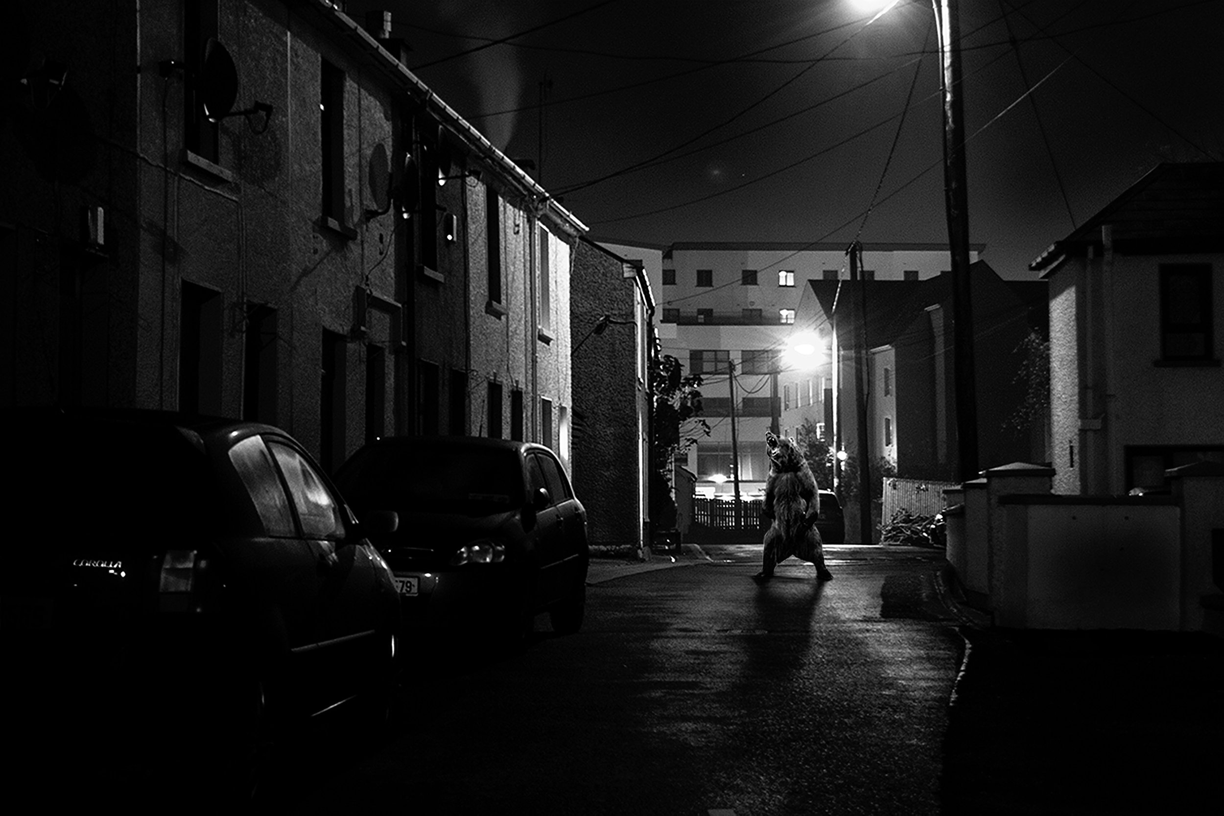 A dark urban street at night with parked cars and a large bear walking upright in the center.