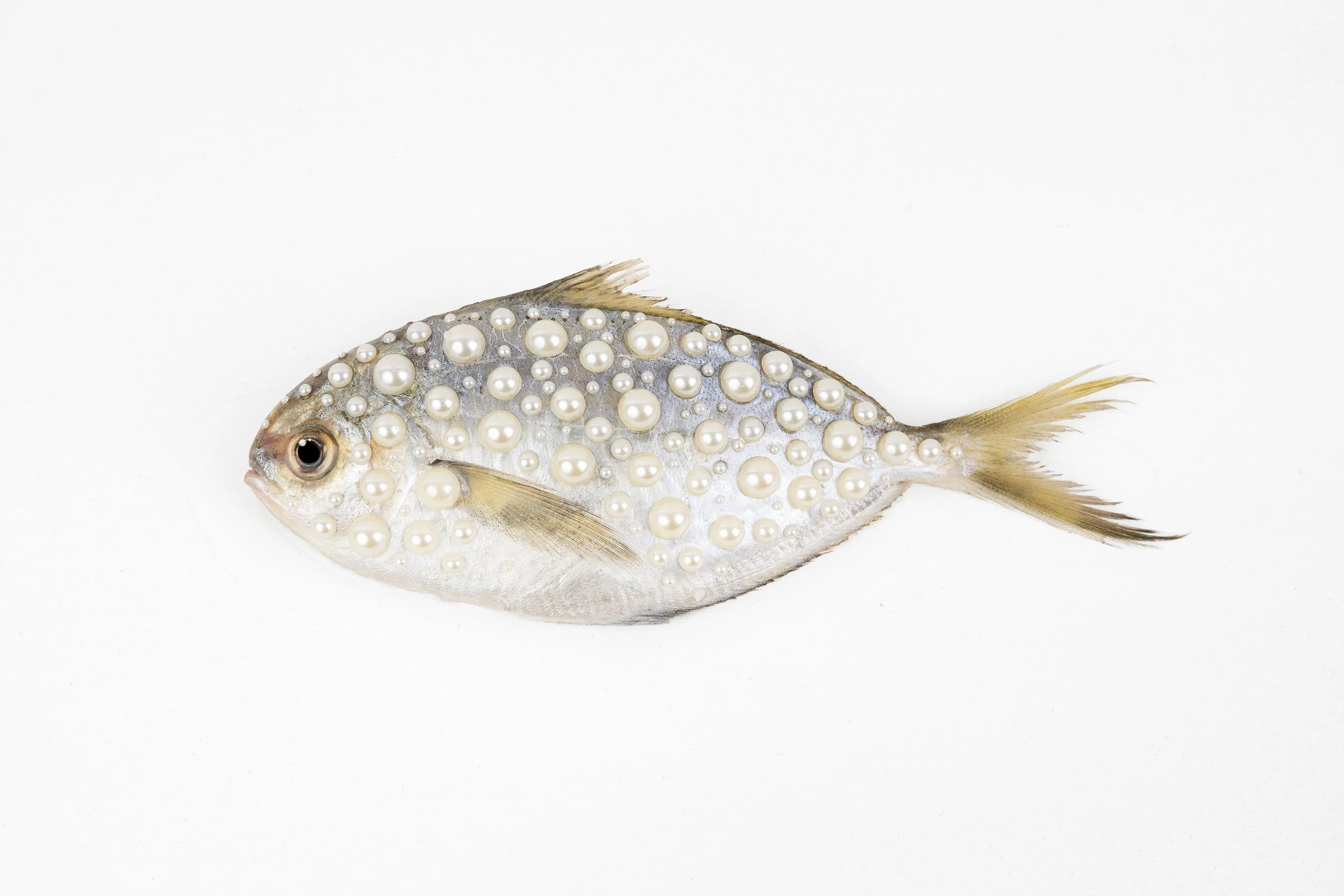 A fish covered with pearl-like beads, mounted on a white background.