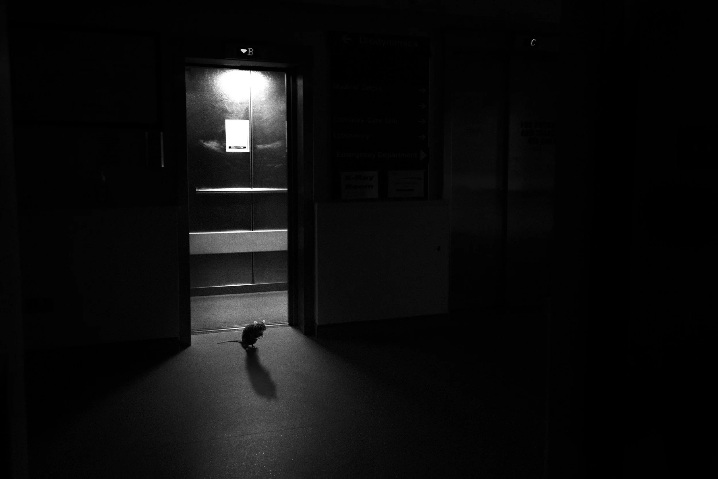 A small rat standing near open hospital elevator doors in a dark corridor.