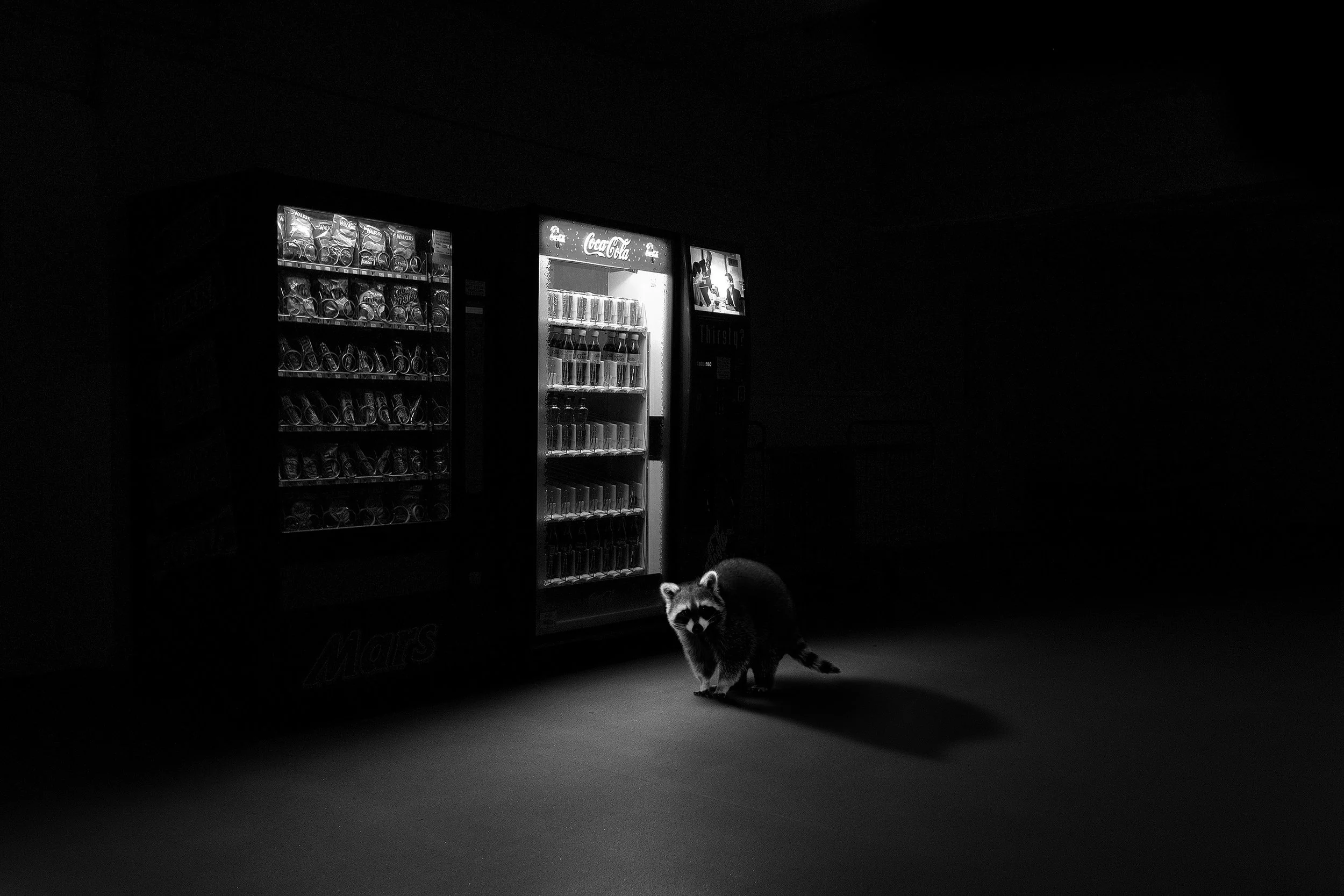 A raccoon is walking in front of an illuminated vending machine in a dark room.