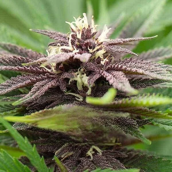 Untitled Project (20).jpg