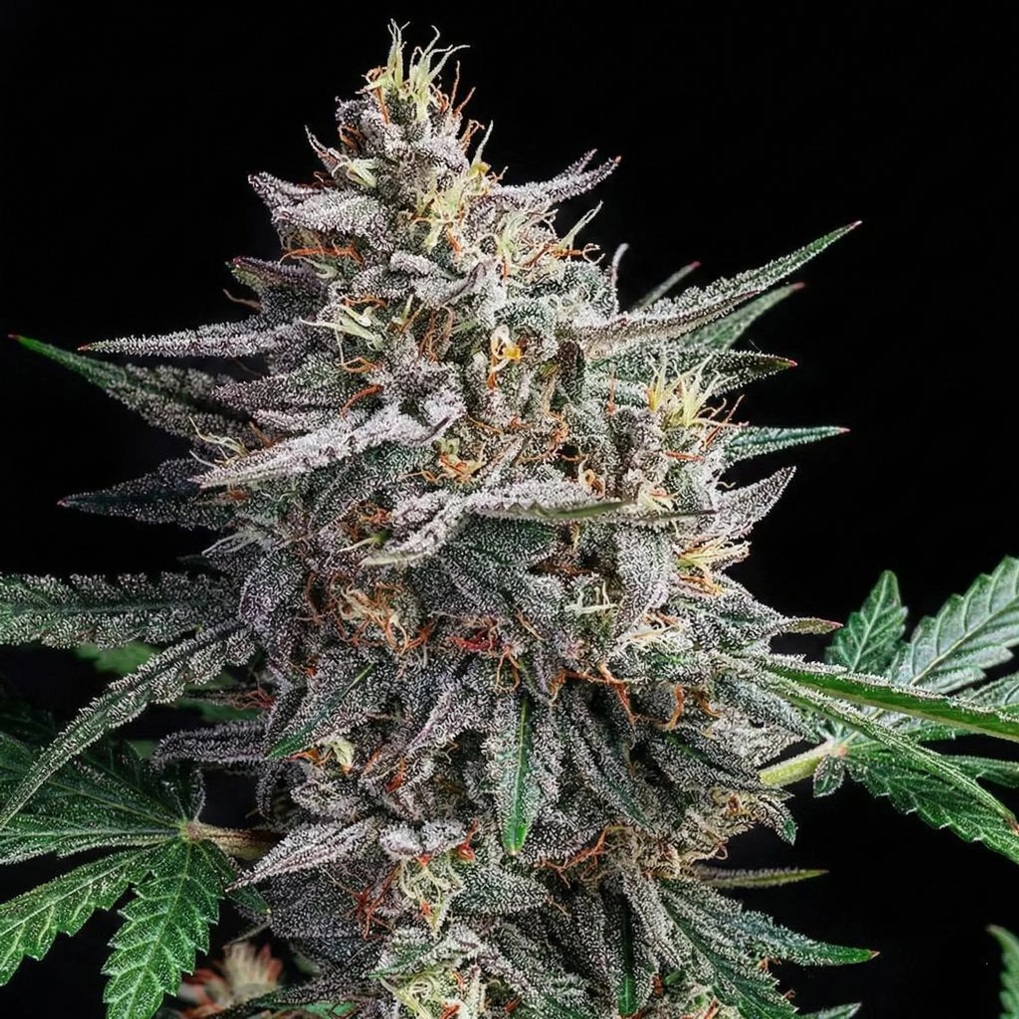 Untitled Project (27).jpg