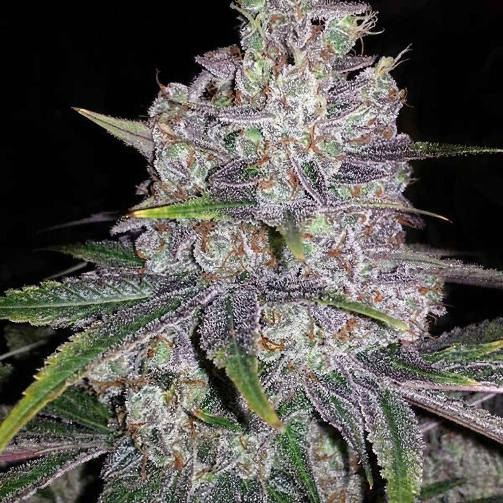 Untitled Project (33).jpg