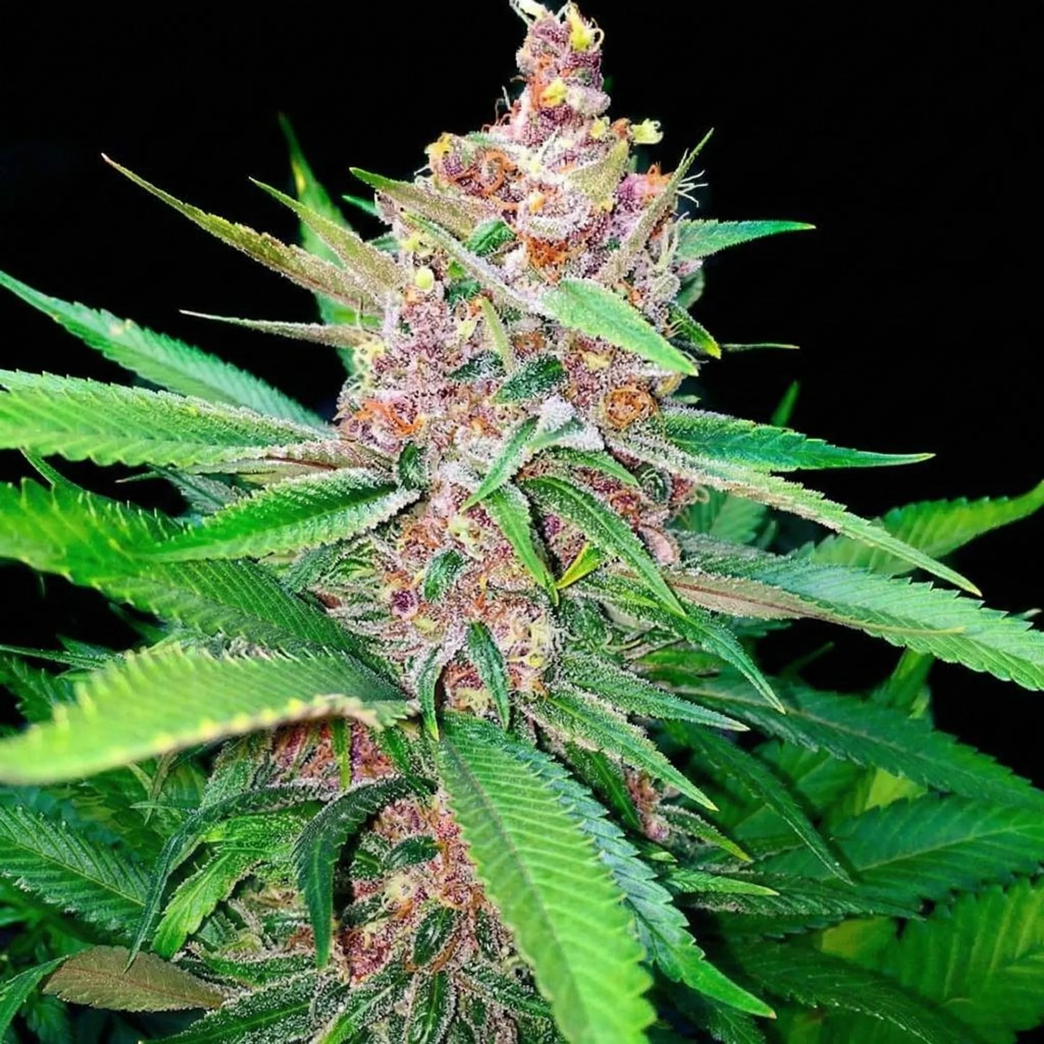 Untitled Project (29).jpg