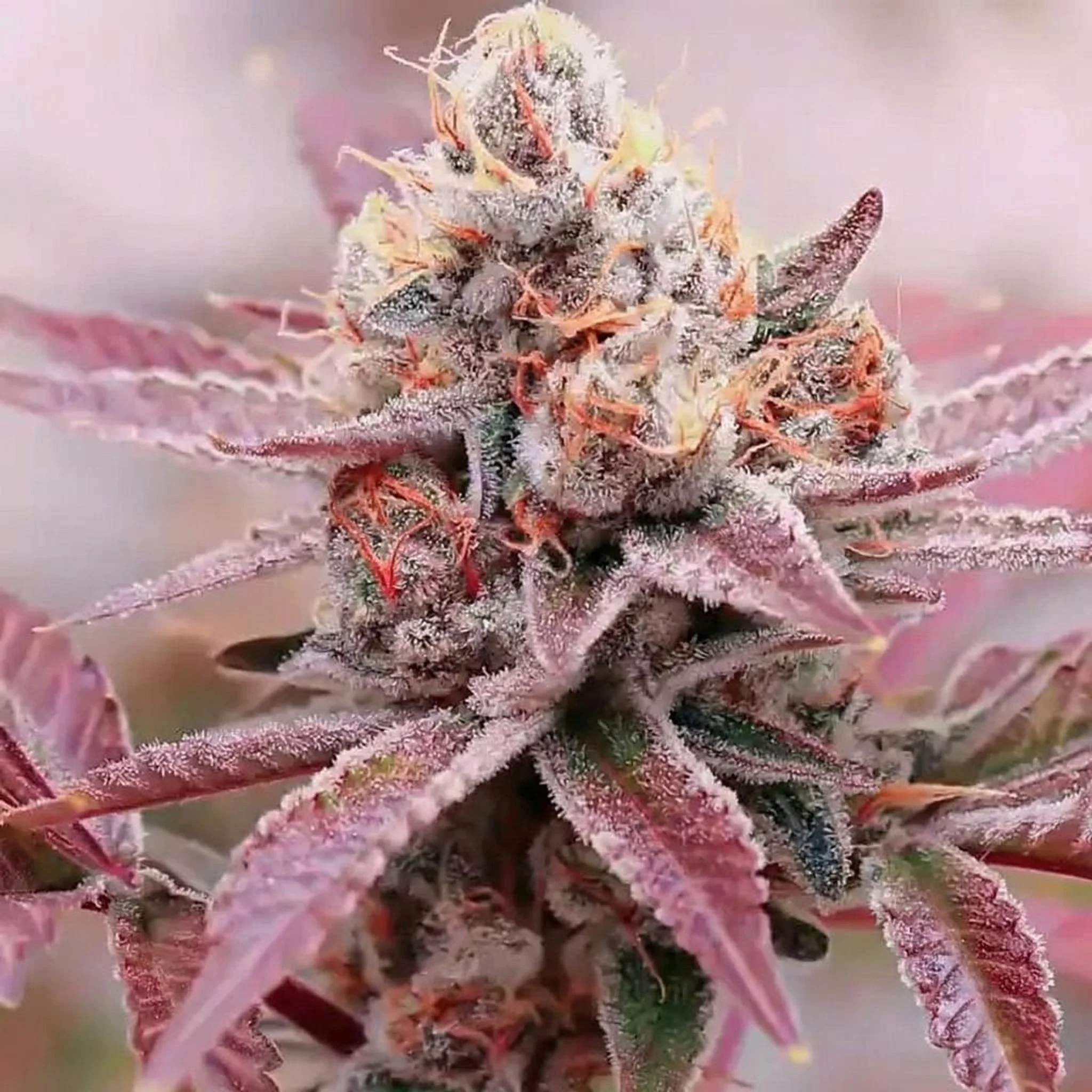 Untitled Project (30).jpg