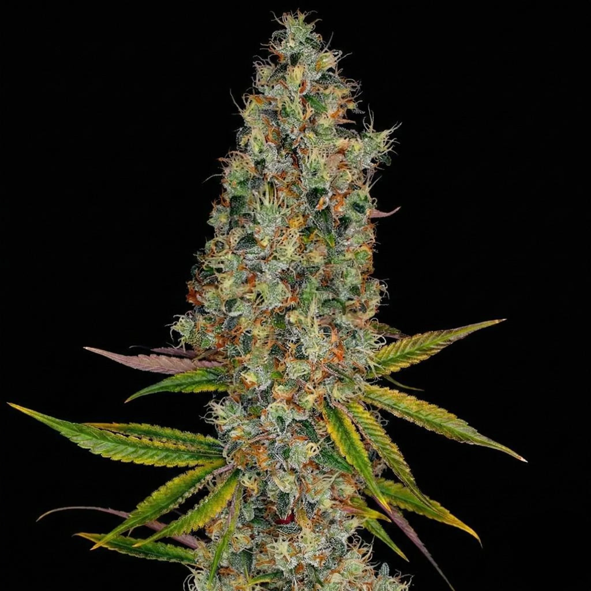 Untitled Project (31).jpg