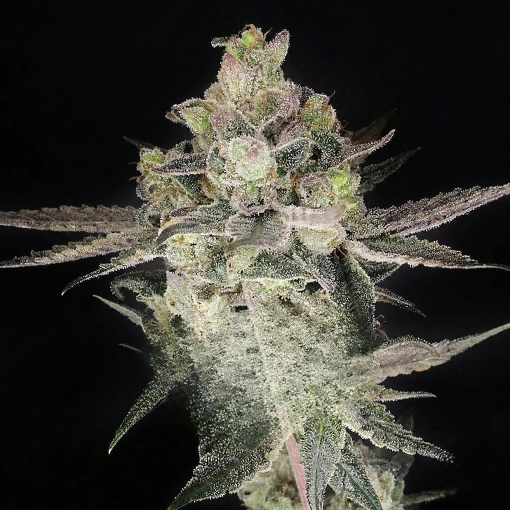 Untitled Project (21).jpg