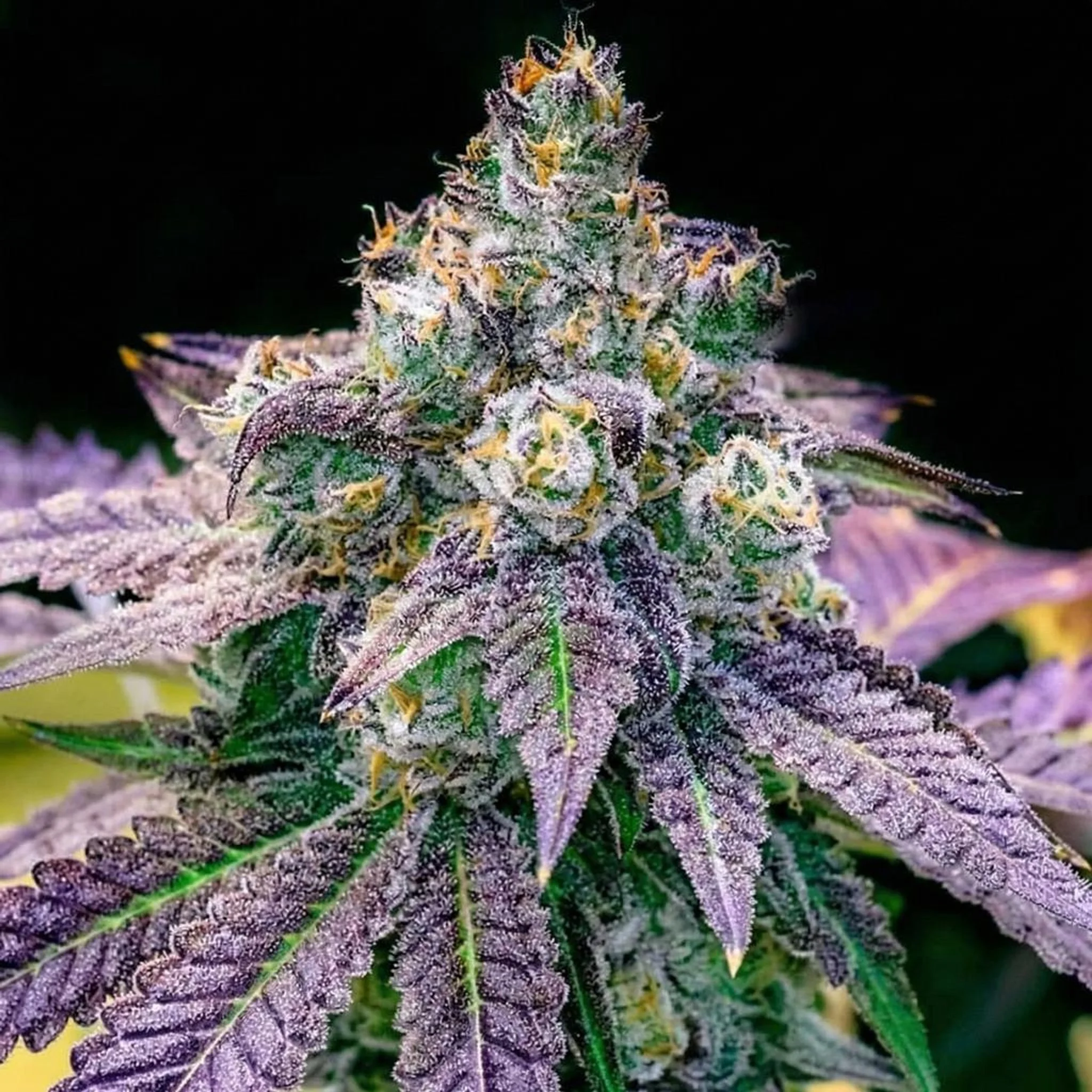 Untitled Project (24).jpg