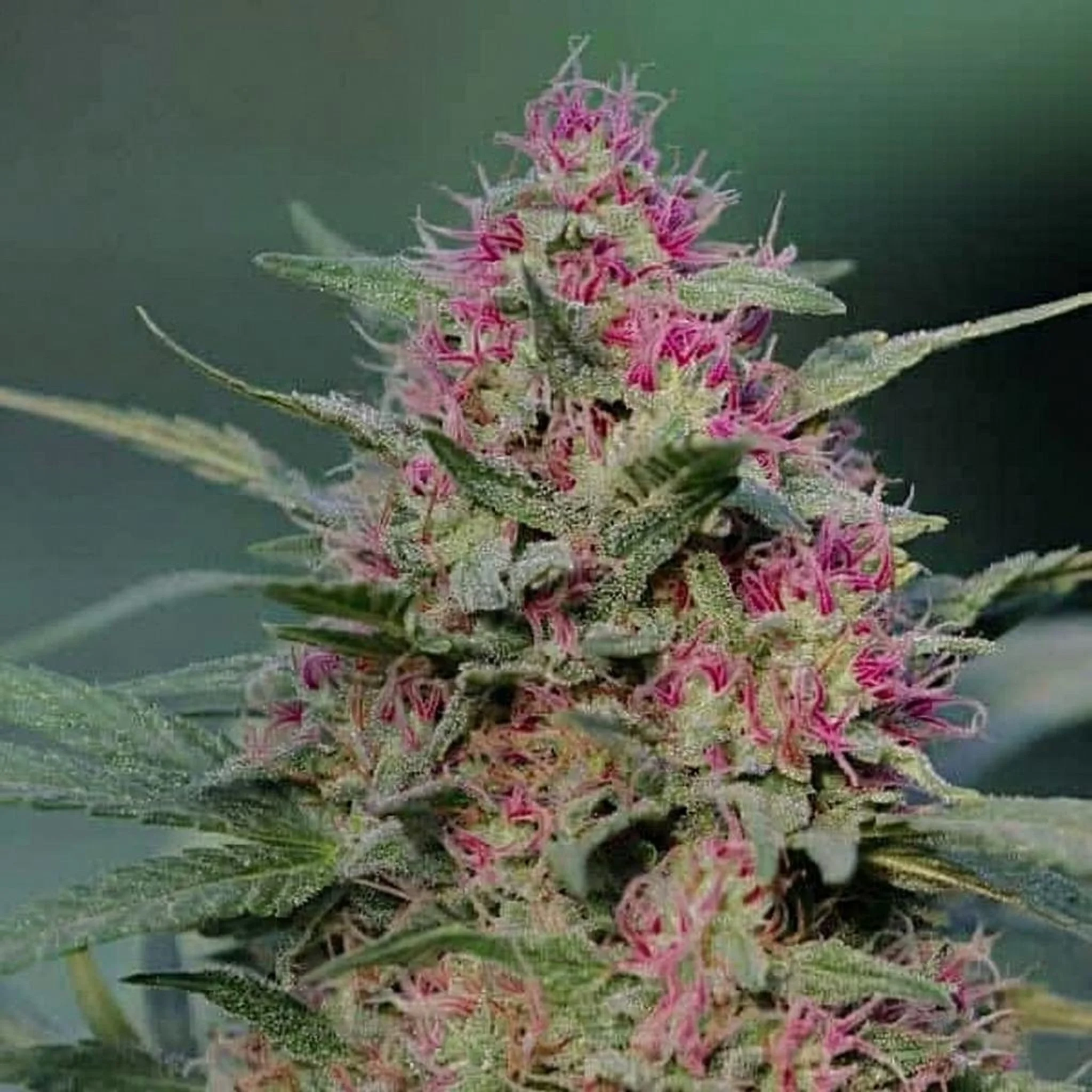 Untitled Project (25).jpg