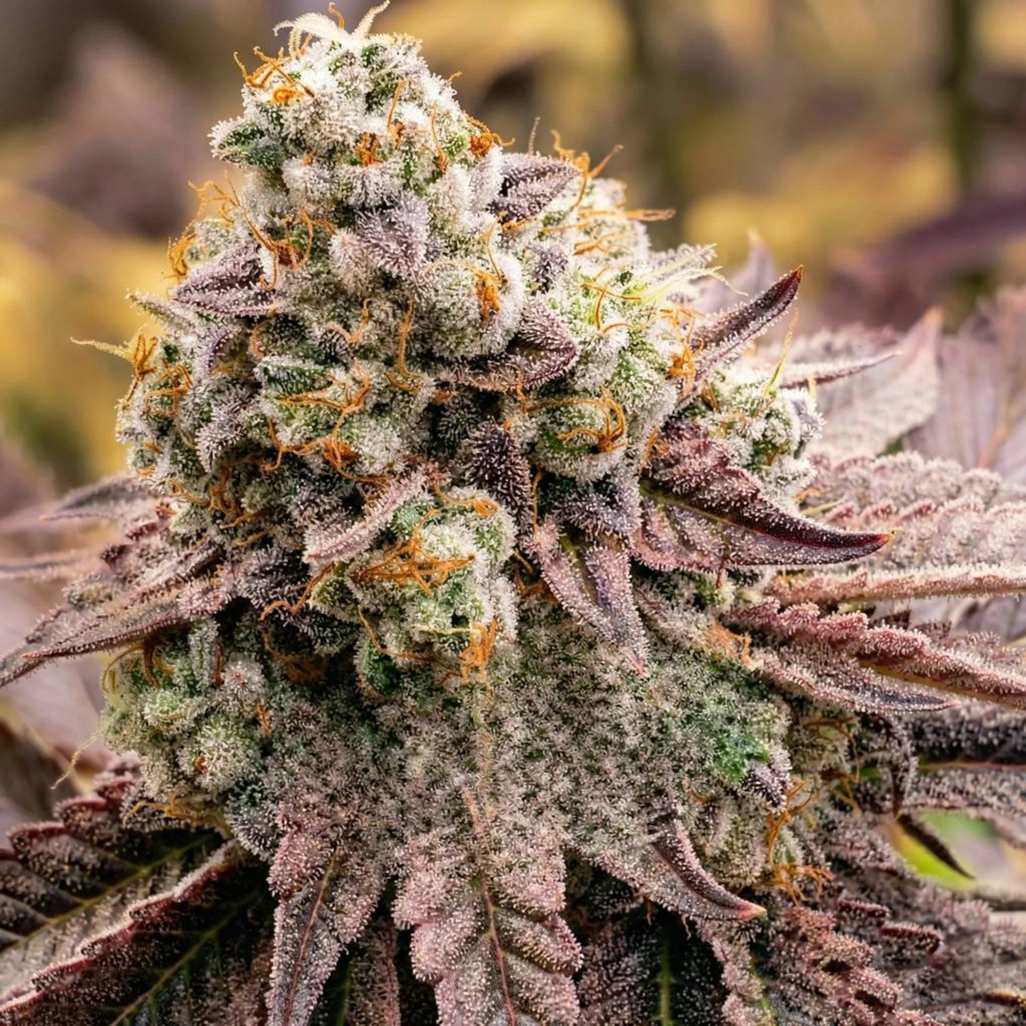 Untitled Project (23).jpg