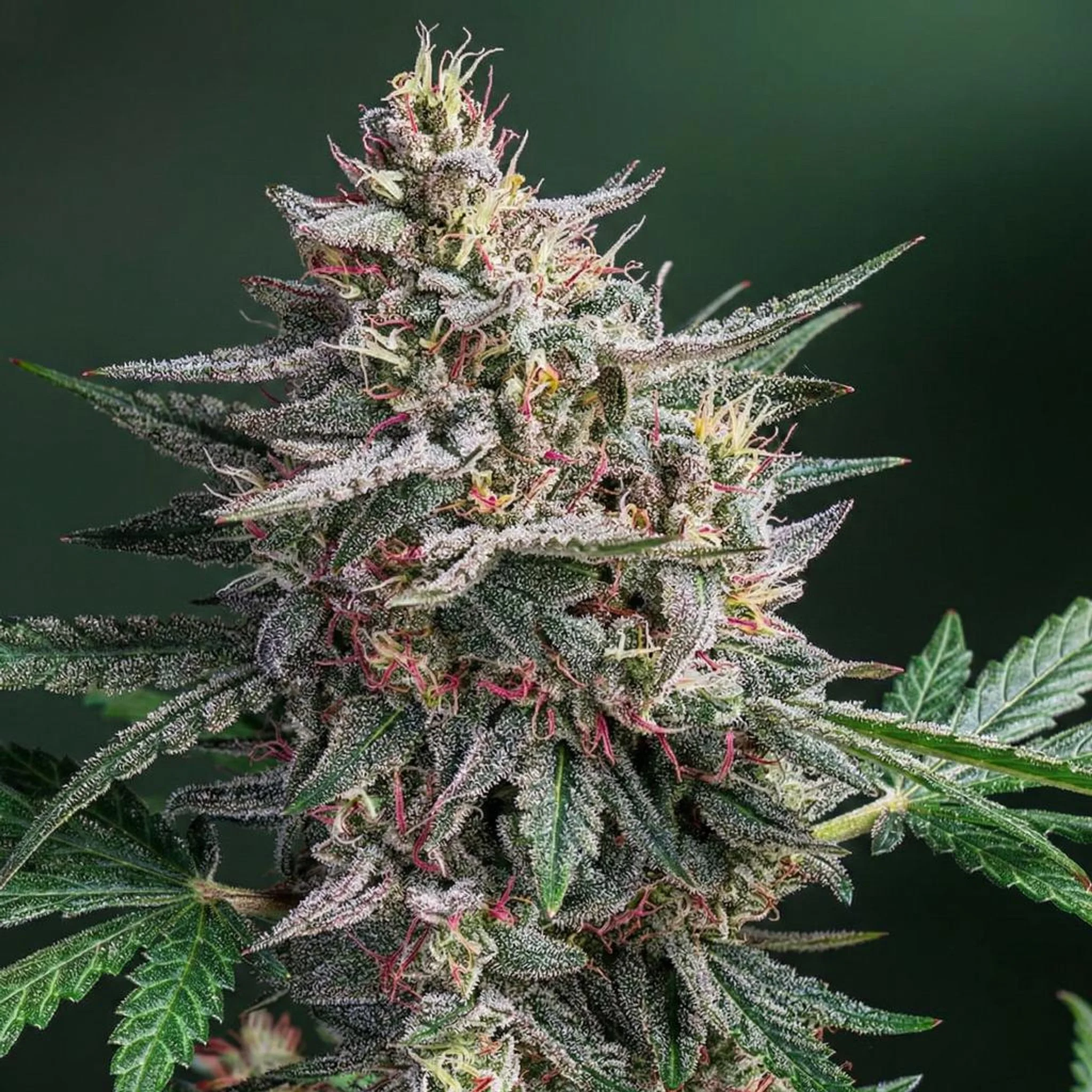 Untitled Project (28).jpg