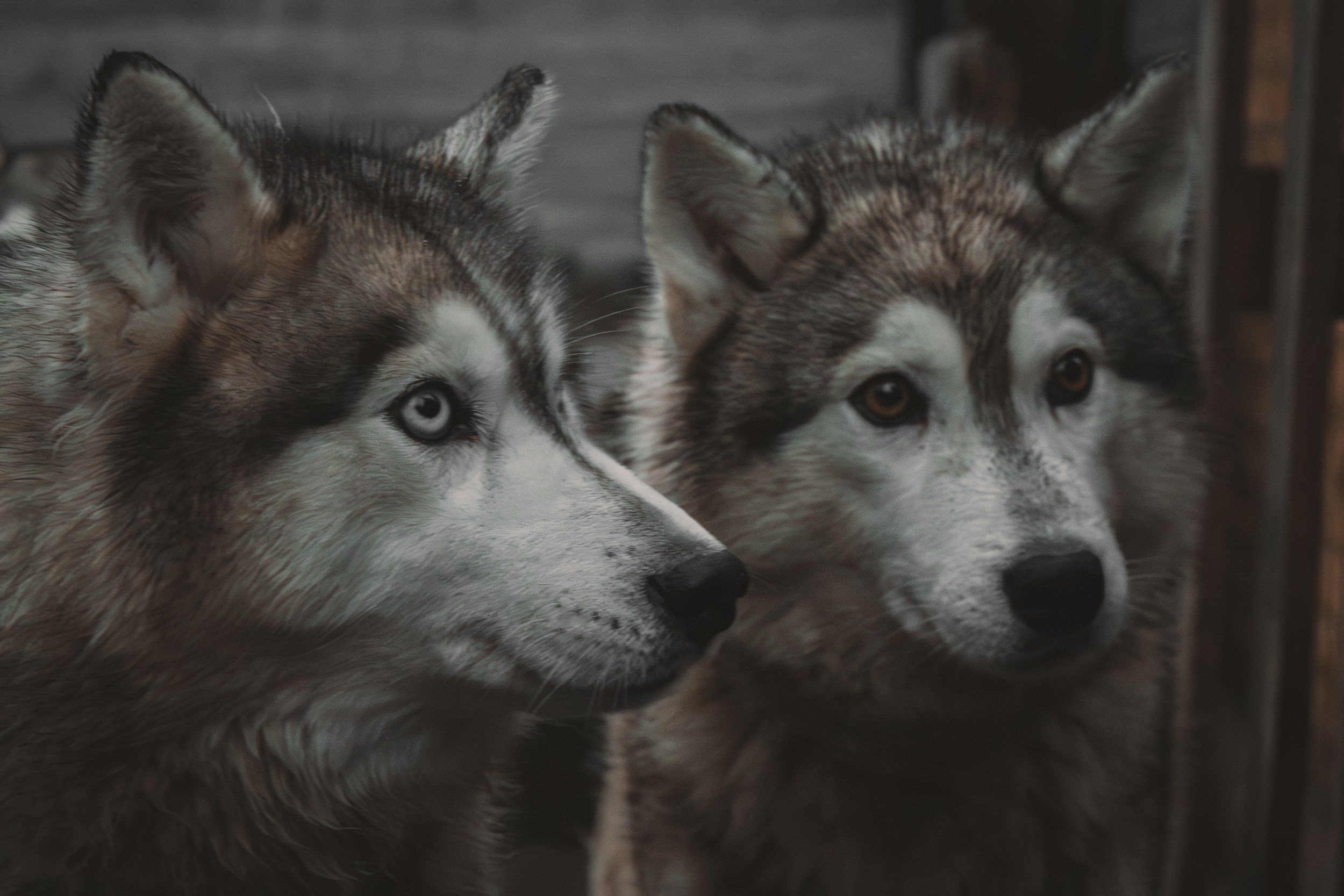 The Wolves We Feed