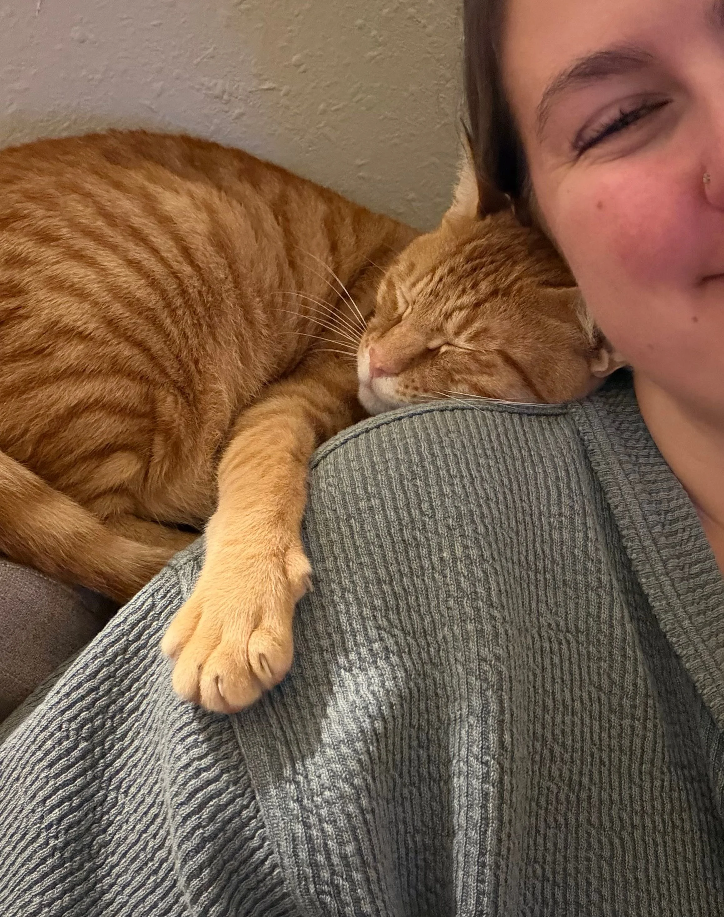 Cat Foster San Diego — North Park Cat Rescue