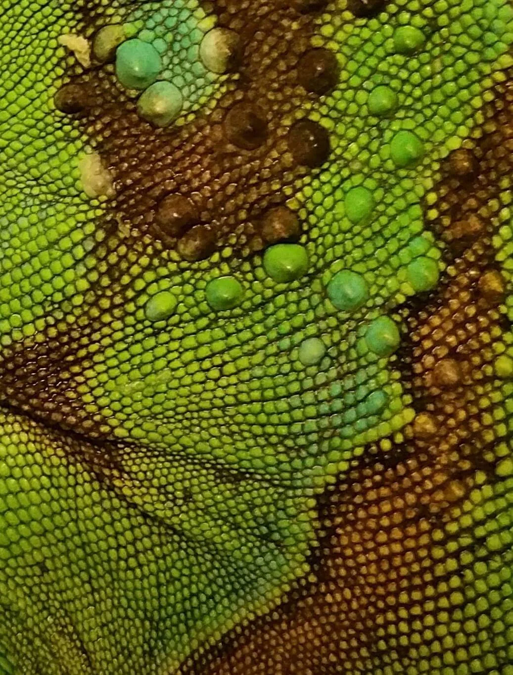 Tropical Green Iguana 2014