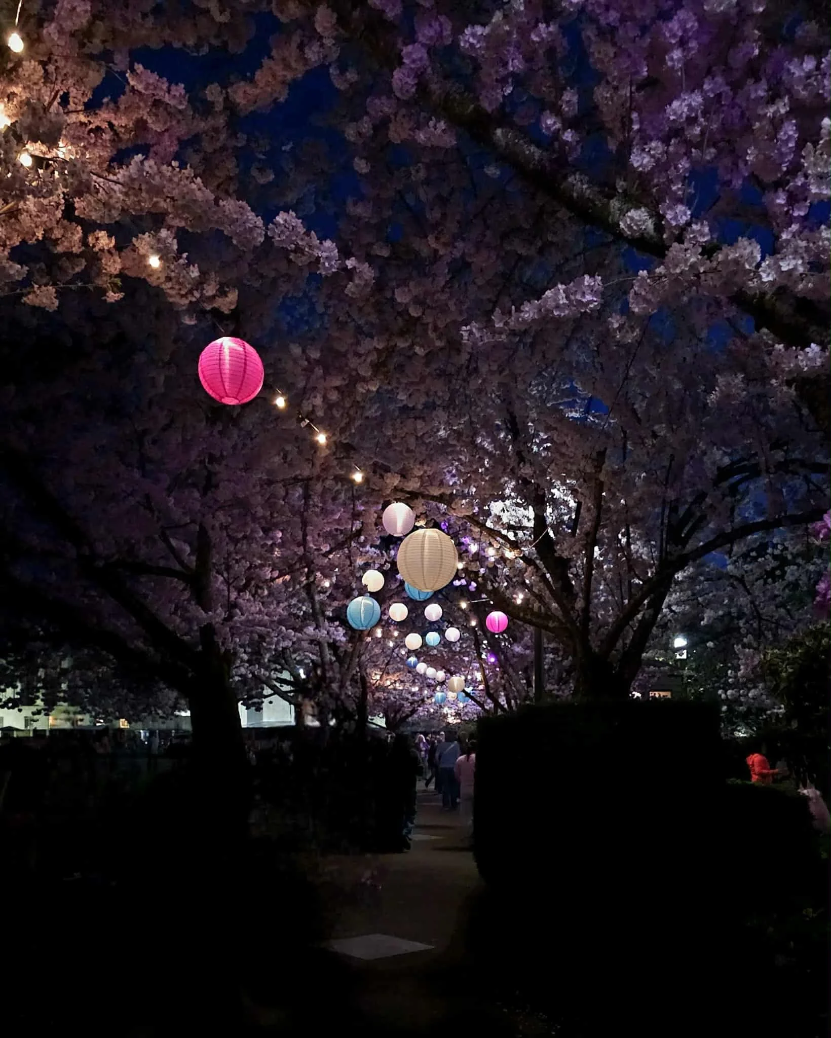 Cherry Blossoms at the Capital 2025