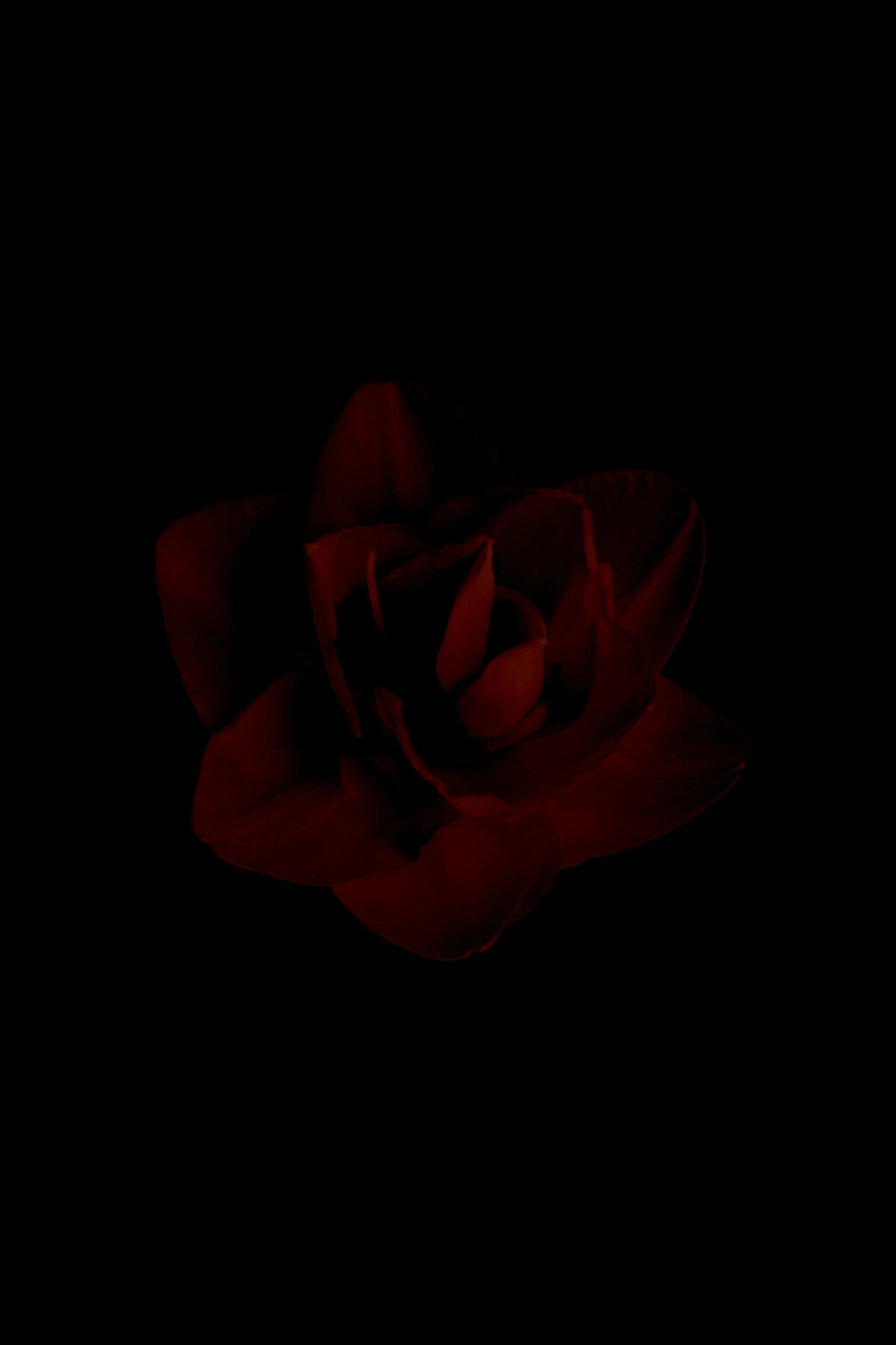A darkly lit red rose with velvety petals against a black background.