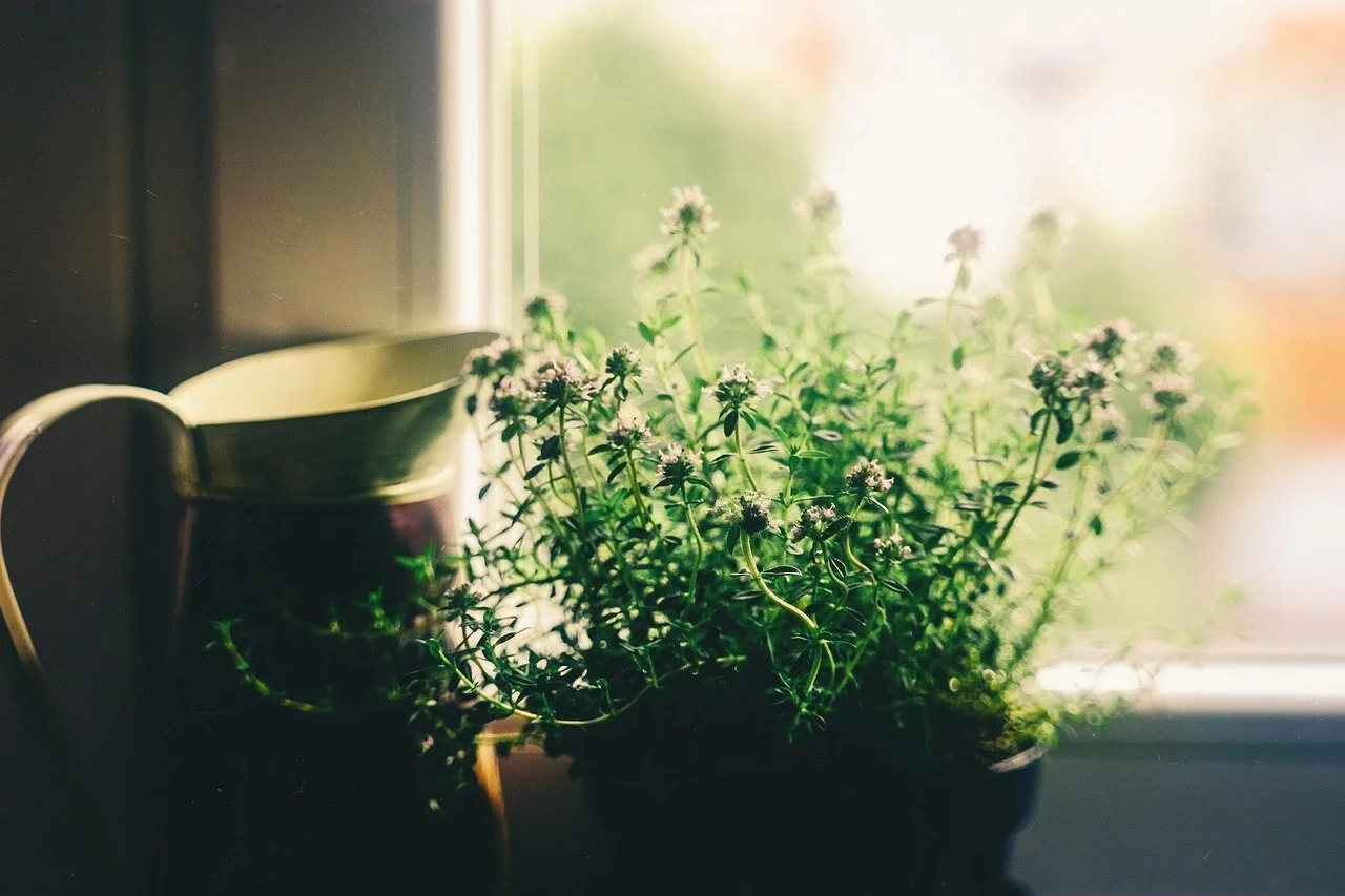 A potted flowering plant with small purple flowers sits on a windowsill, with sunlight streaming through the window.