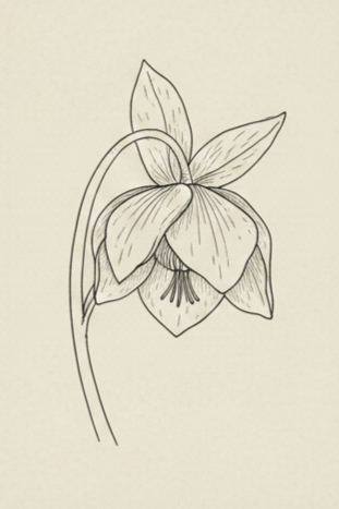 Black and white sketch of a blooming flower, likely a lily, with leaves and a curved stem.