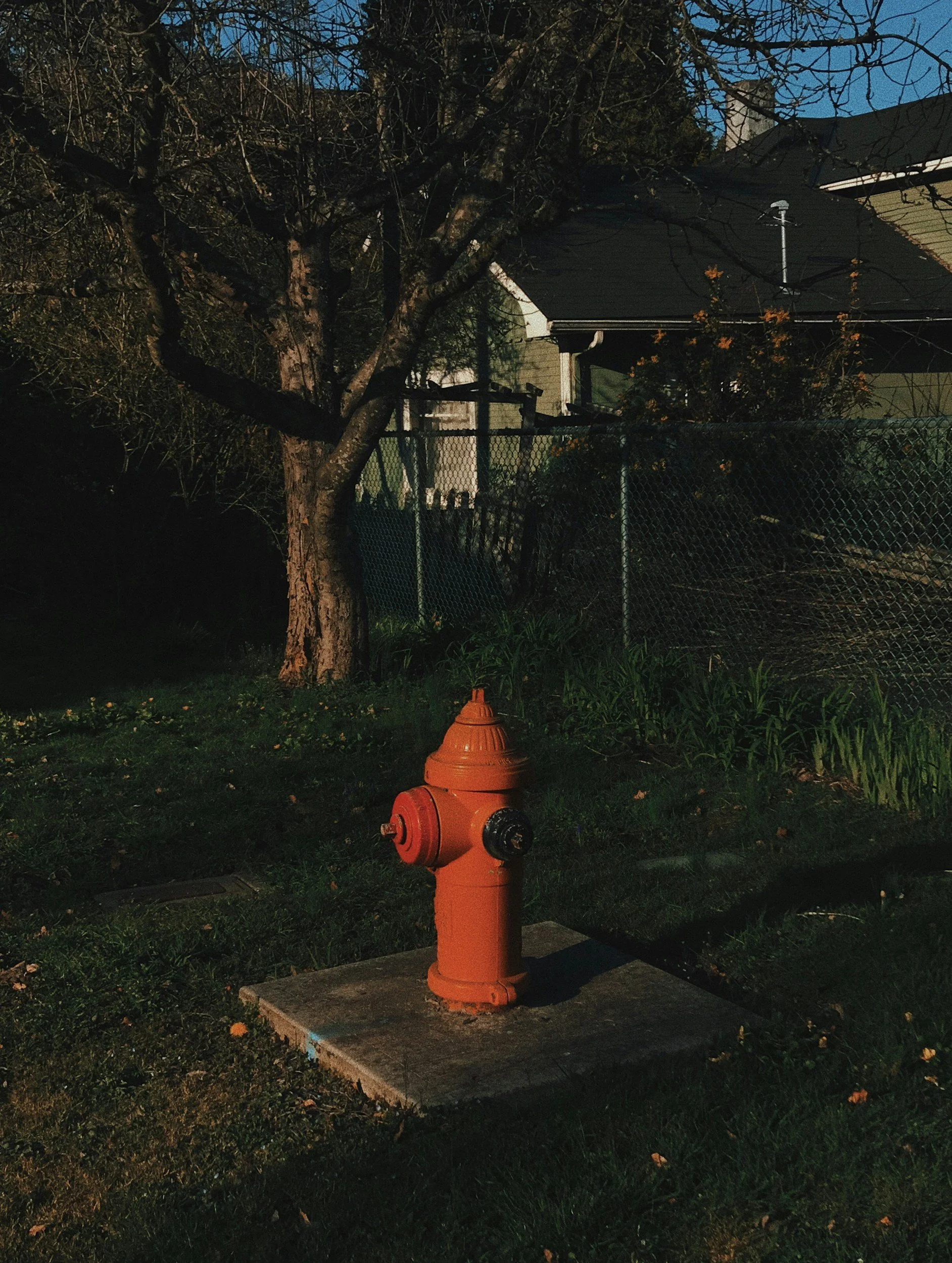 An orange fire hydrant on a concrete slab in a grassy area at night, with a tree and a house in the background.