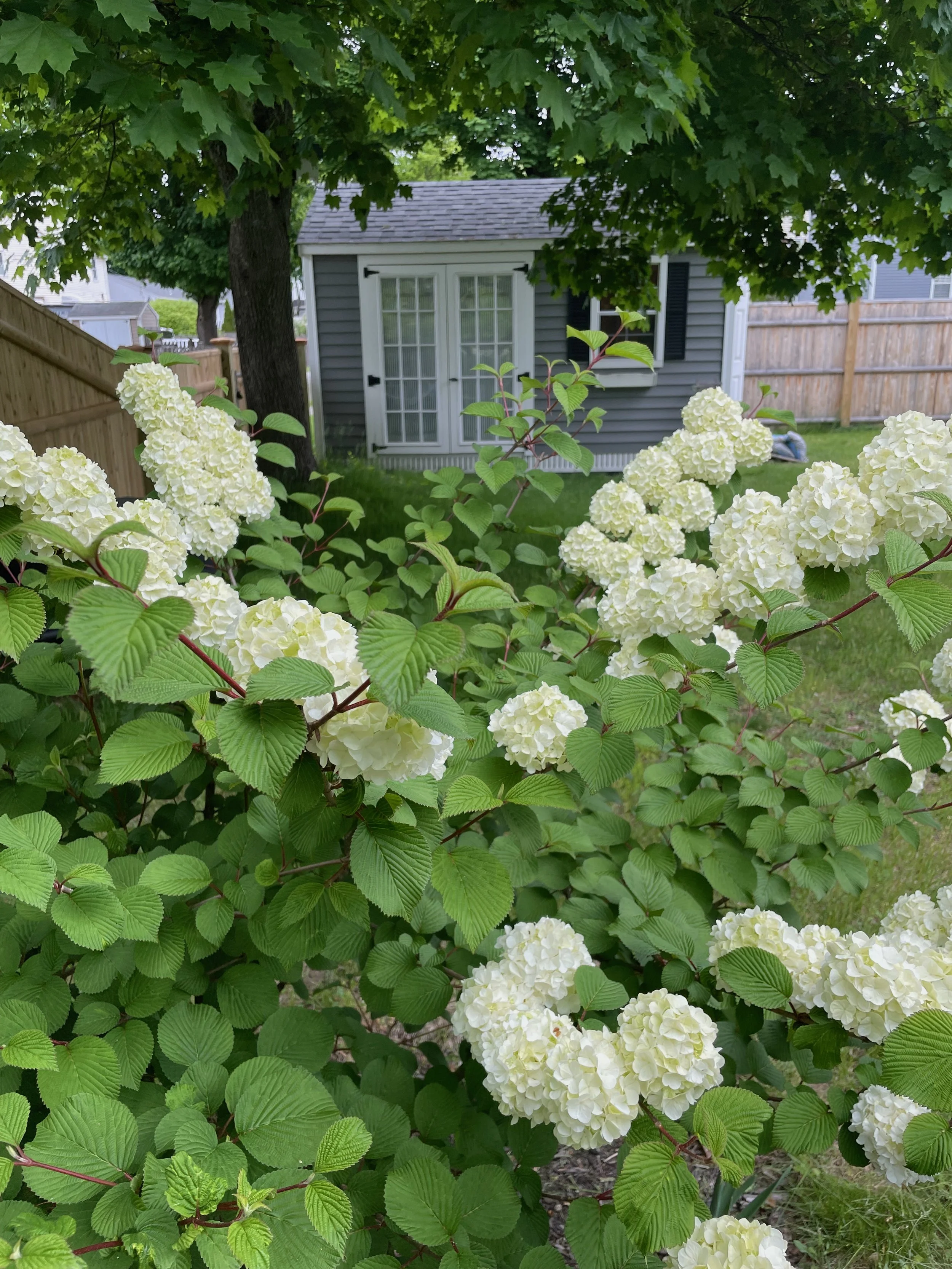 A lush garden scene featuring white hydrangea flowers in the foreground, a small gray house with white trim and black shutters, and a large tree with green leaves providing shade.