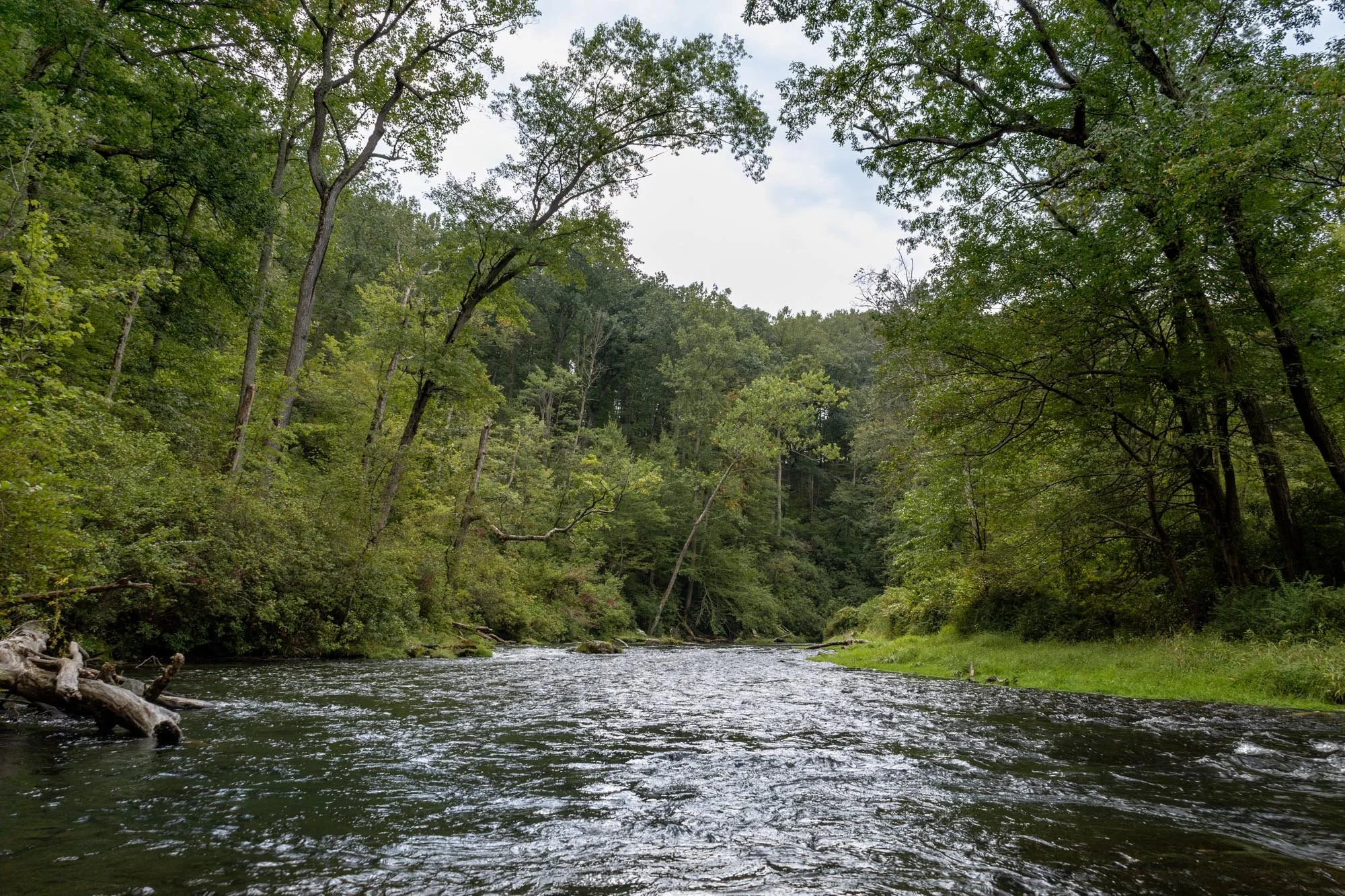 A river with trees around and a blue sky above.