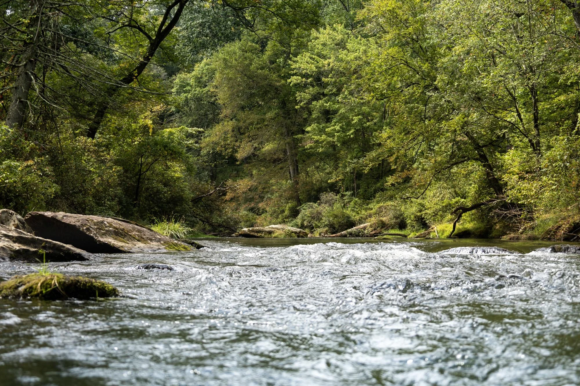 River surrounded by trees.