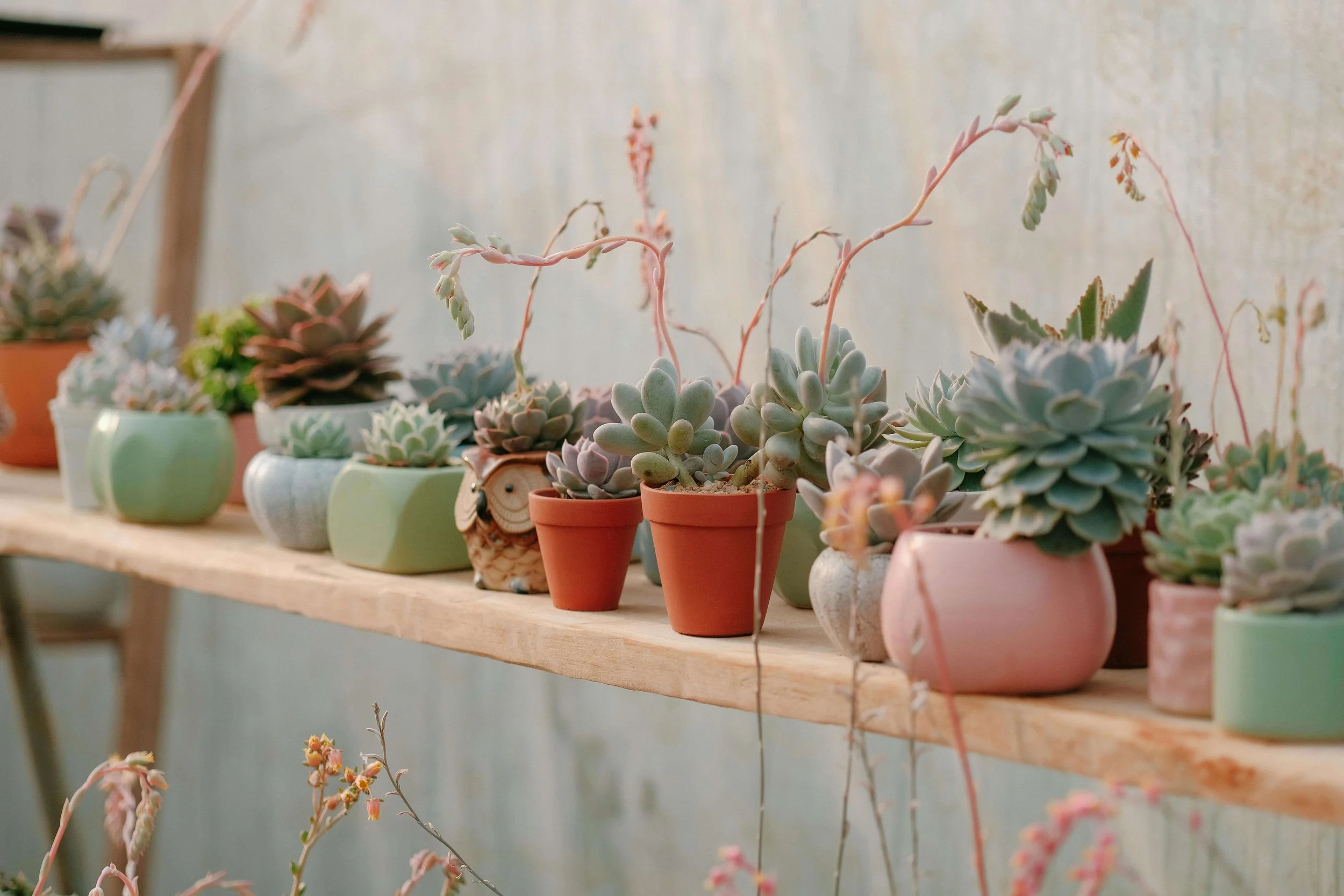 A variety of succulent plants lined up on a shelf in colorful vases. Eating disorder therapy in Raleigh, NC is here to support you with recovery. Learn more here!