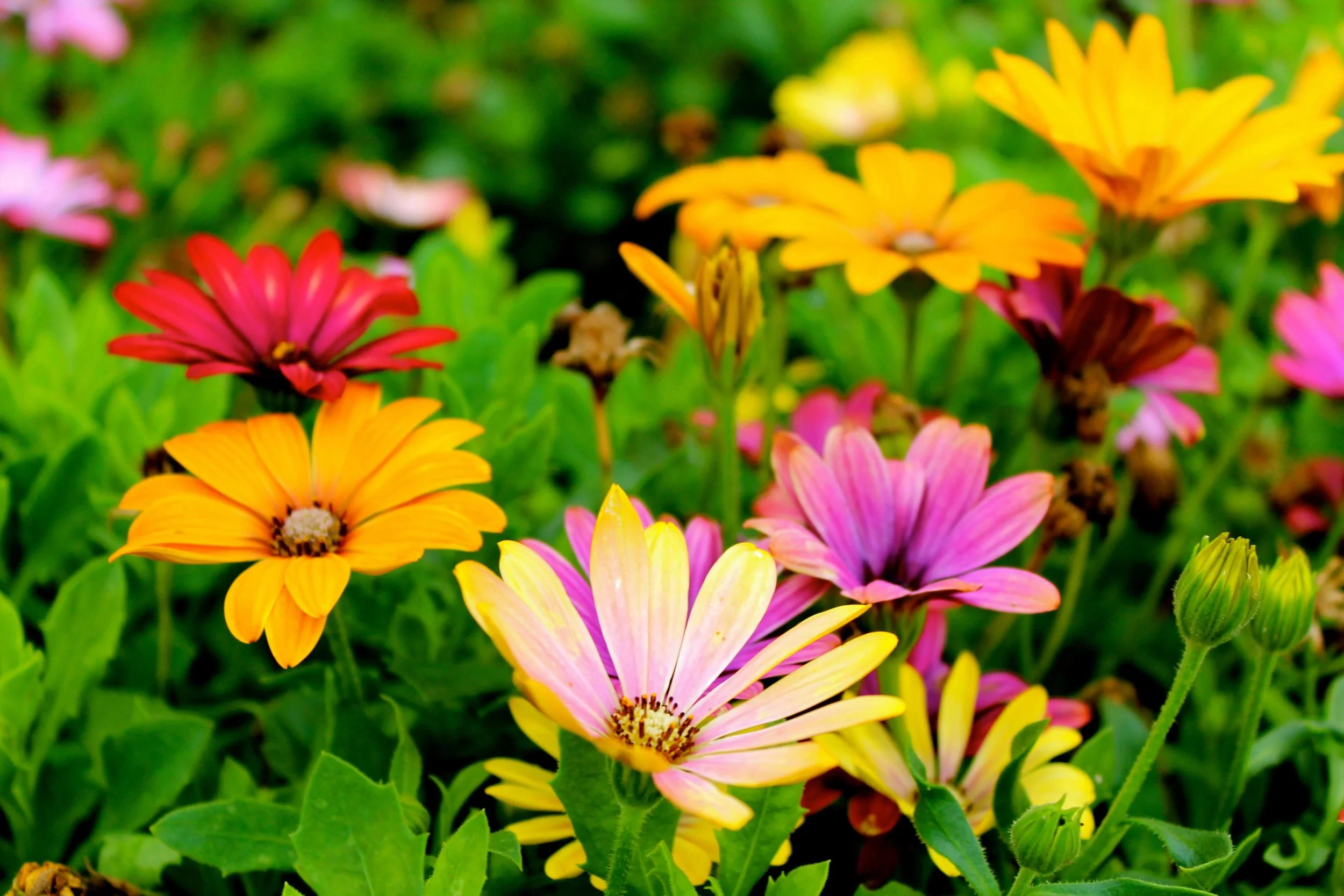 Close up of pink, yellow and dark pink flowers blooming in a field of green. You deserve to have peace in your body. A body image counselor in Raleigh, NC can help you get there.